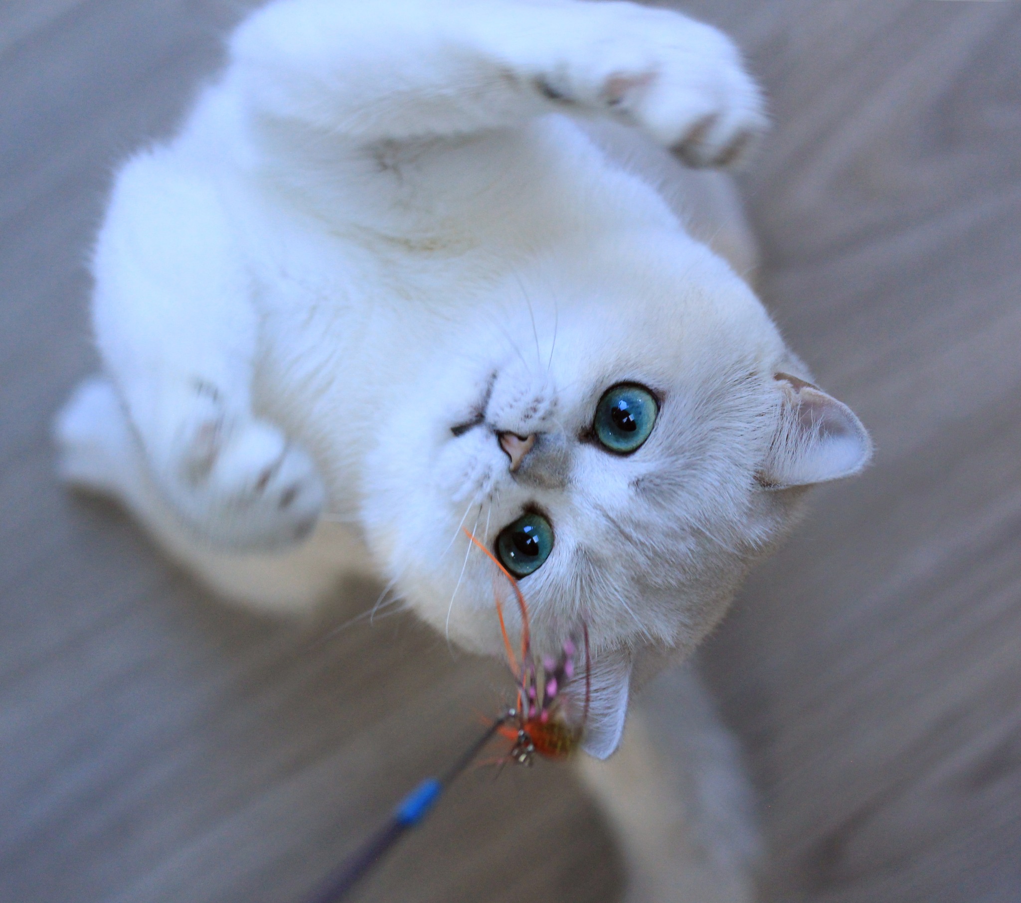 CH. Savurose Moukie