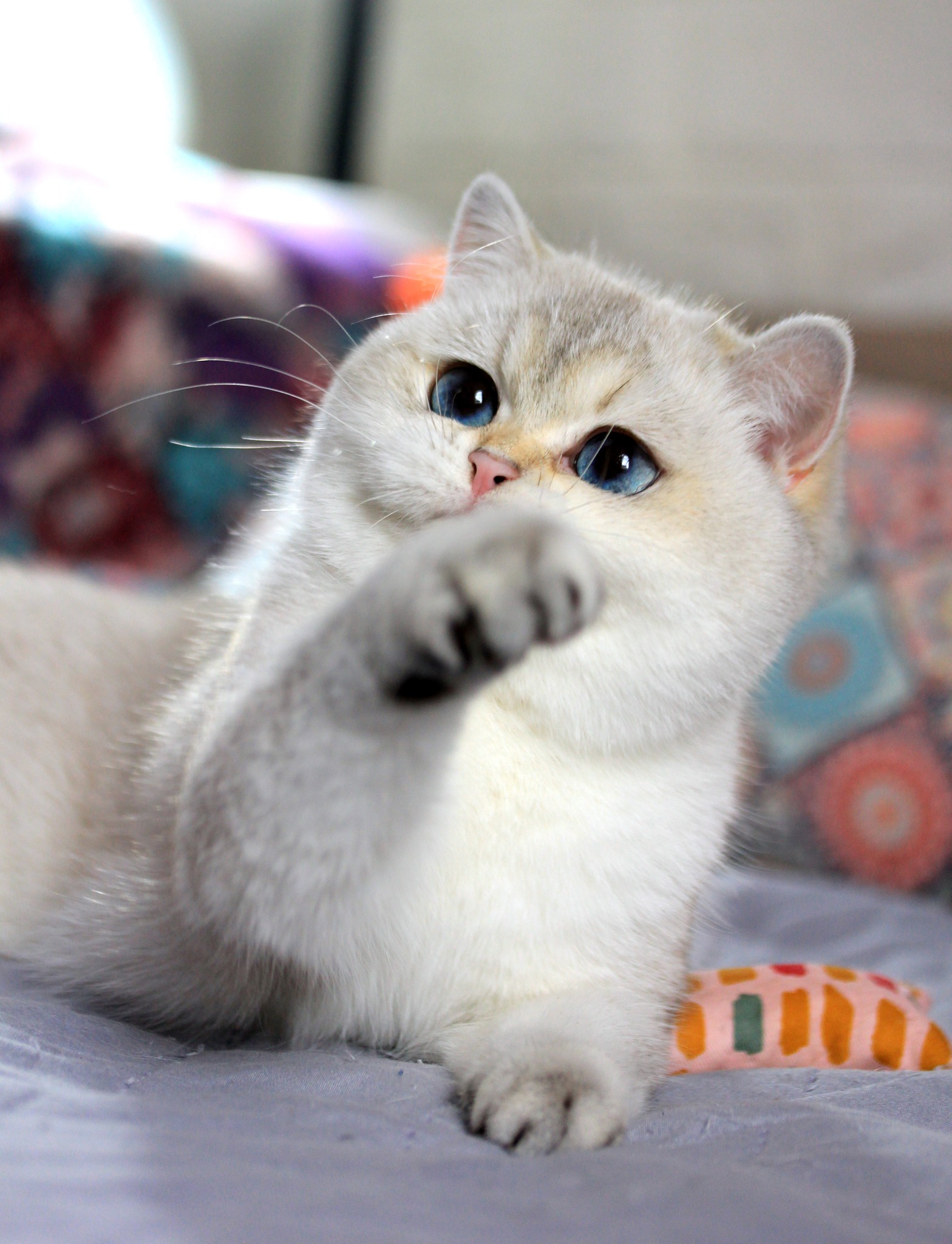 Gabriela Silverchinci