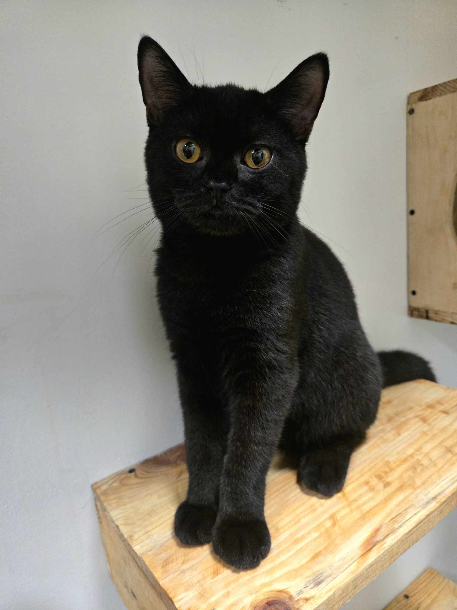 Good Hoomans Okinawa