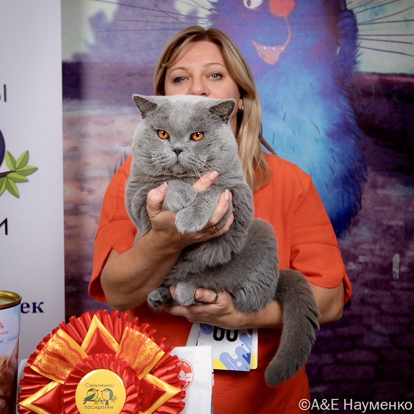 GECH. Dji Dann of Britland