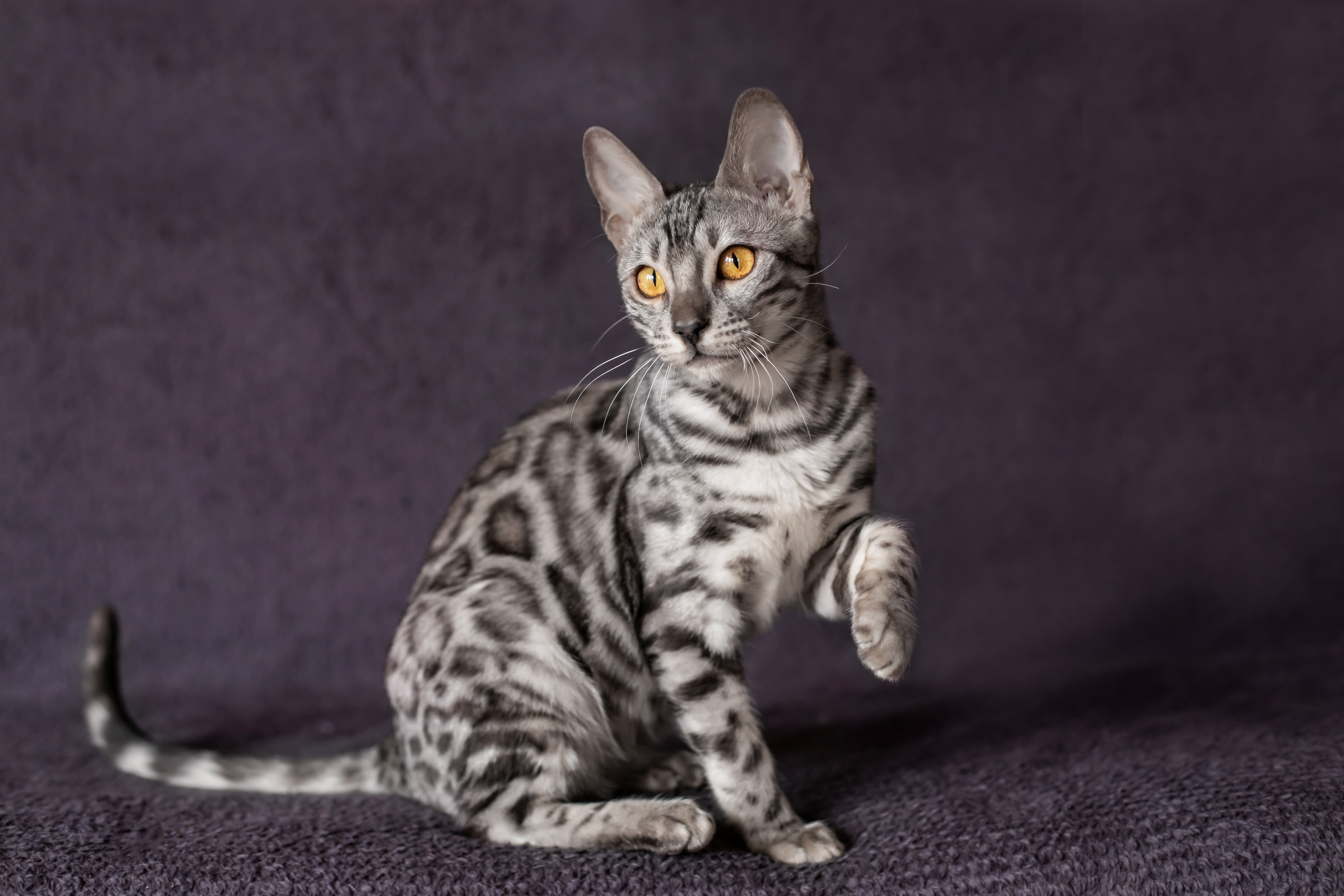 Aisy Blossom Paradise