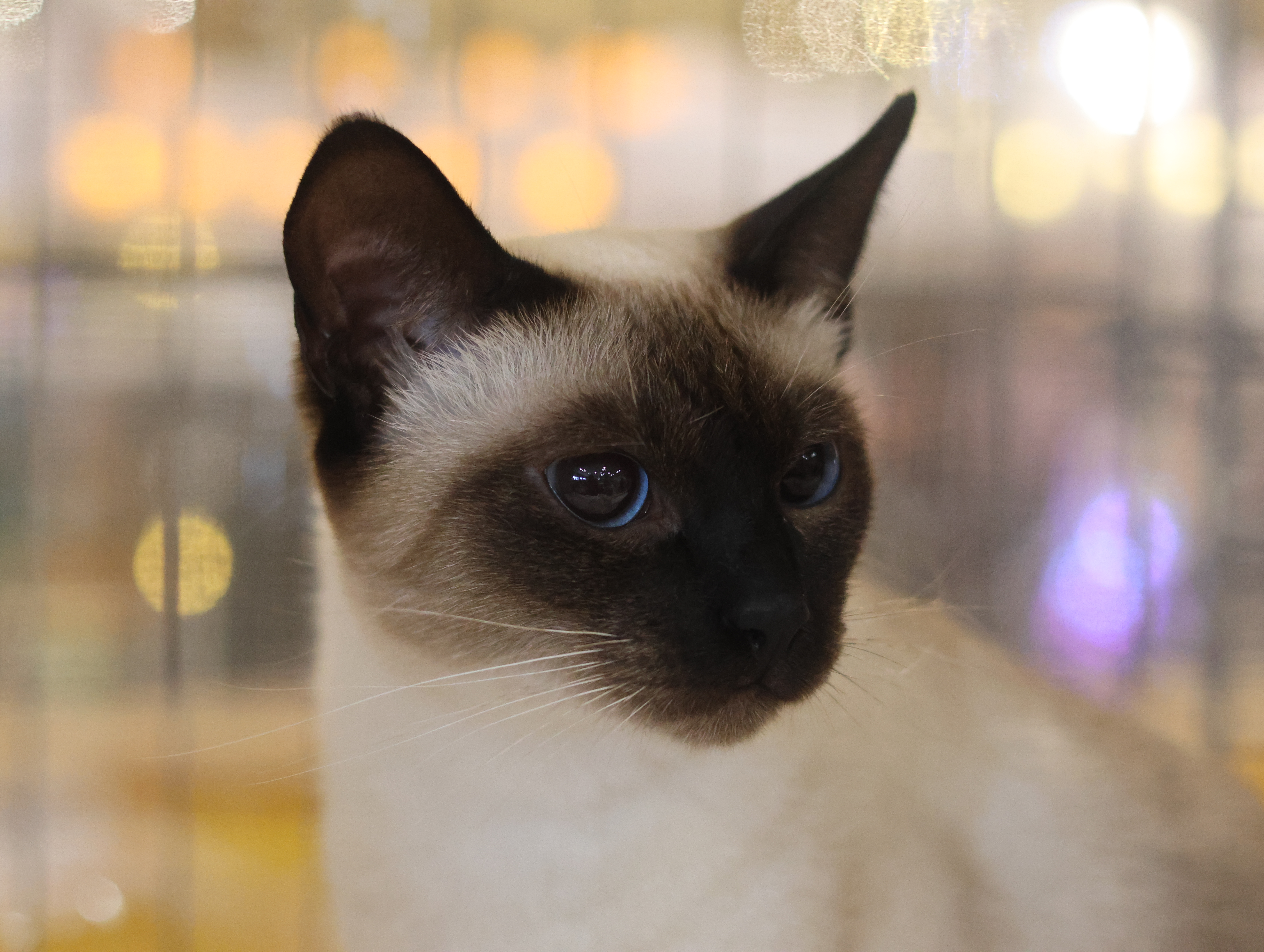 GICH. JEJU LOOLOO ZEN*PL