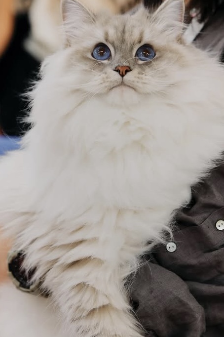 V-LIV Blekitny Aniol*PL of Harunire Garden