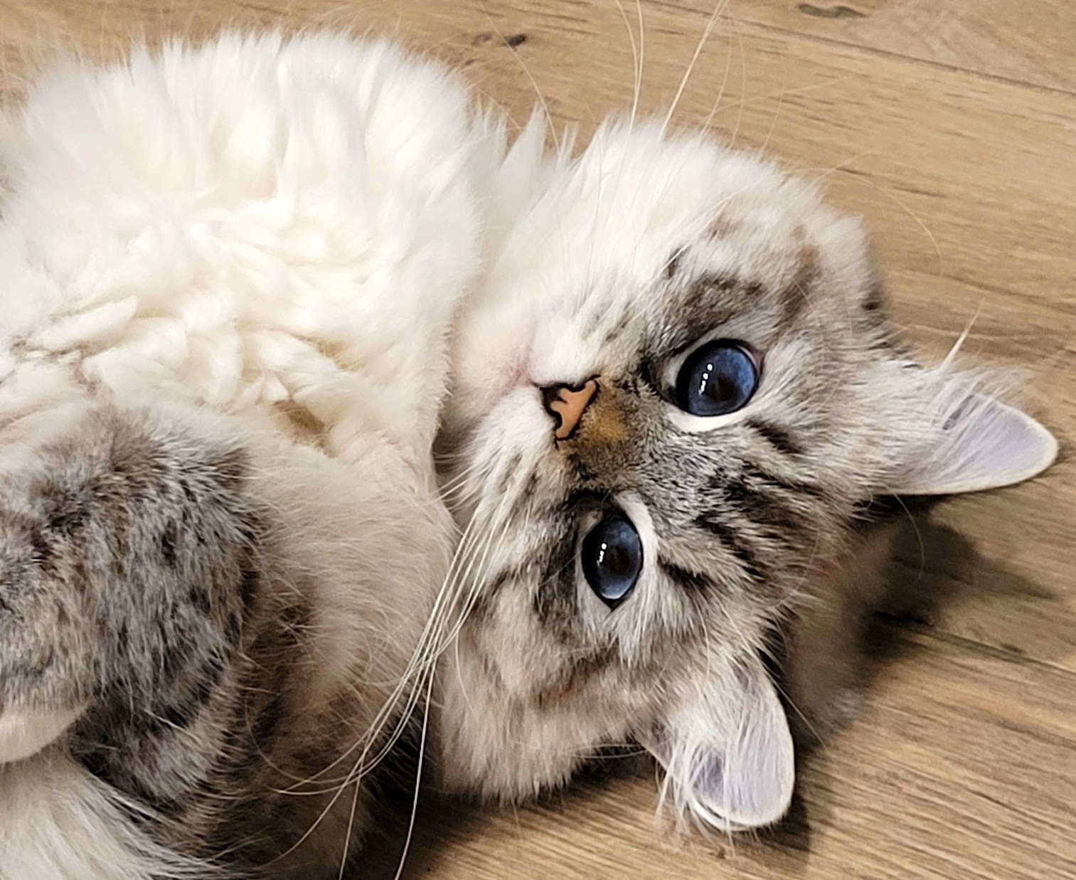 Fėja Glamour of Siberia