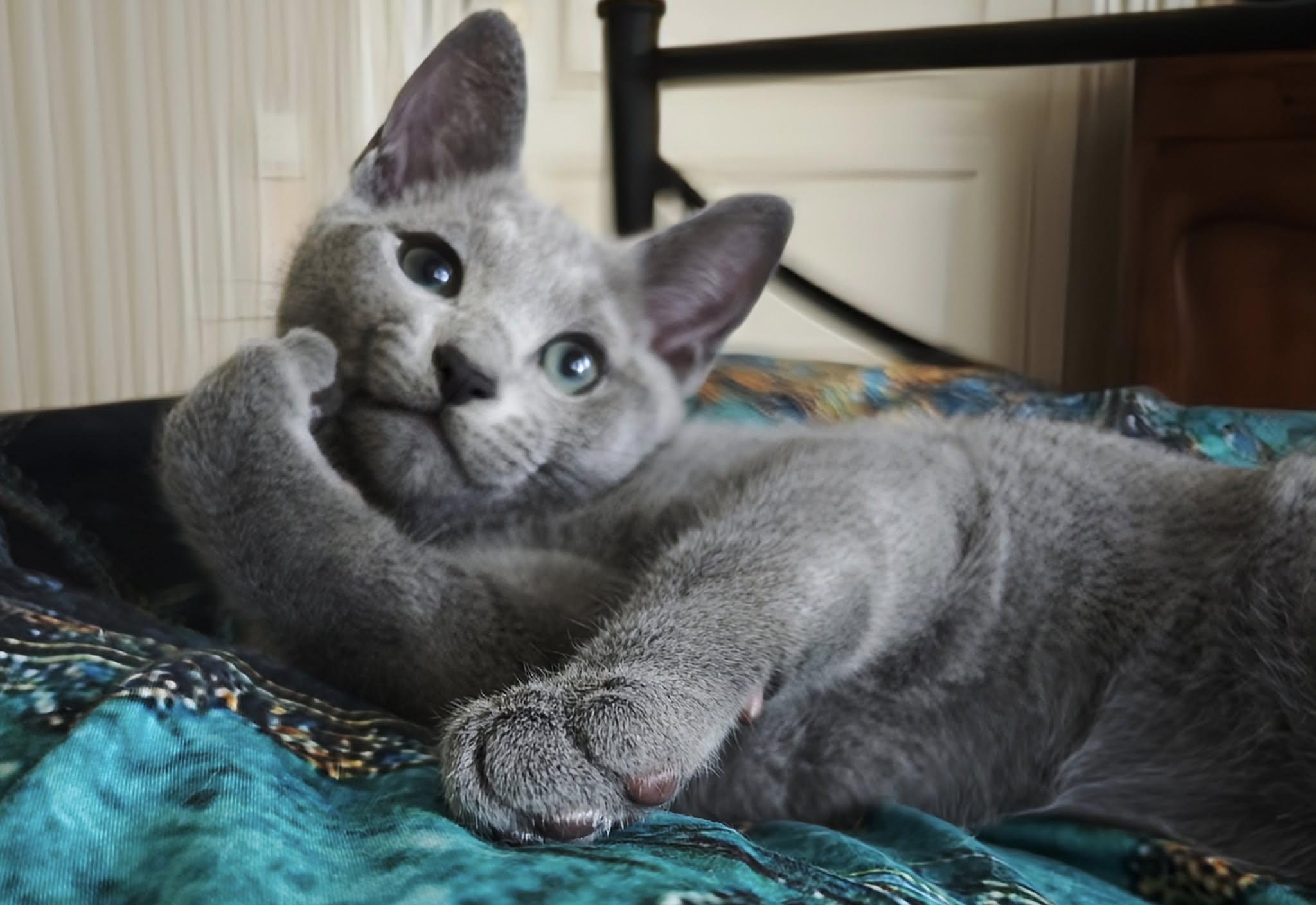 Triple Master, KCH. Howard da Vero Angelo