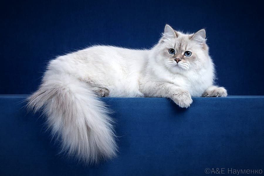 Infanta Mystic Empire