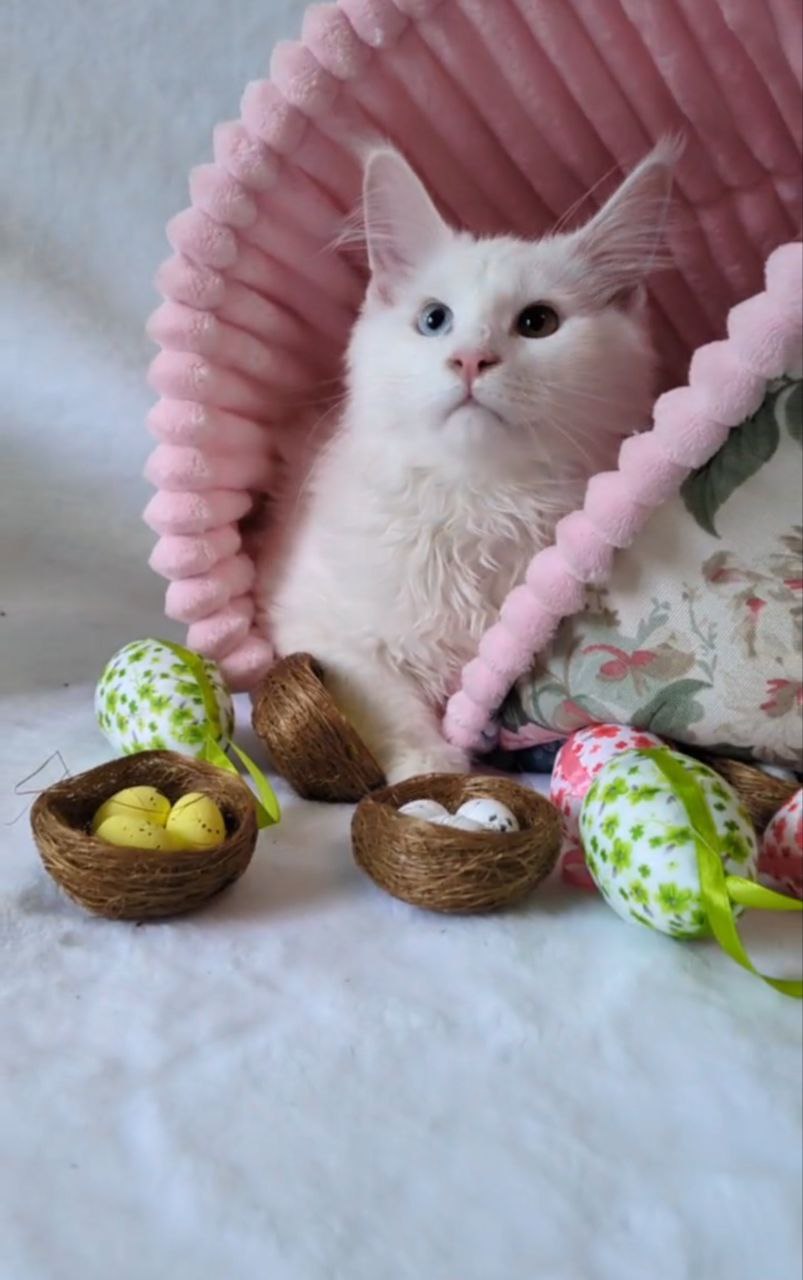 JCH. UA*Magnumcat Pushinca-Umka