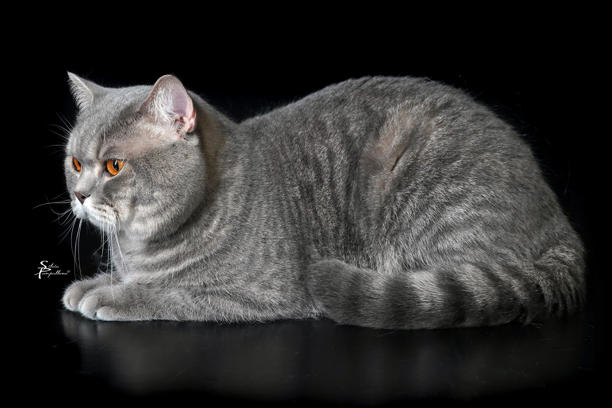 CH. Scott of ScottAmberEyes