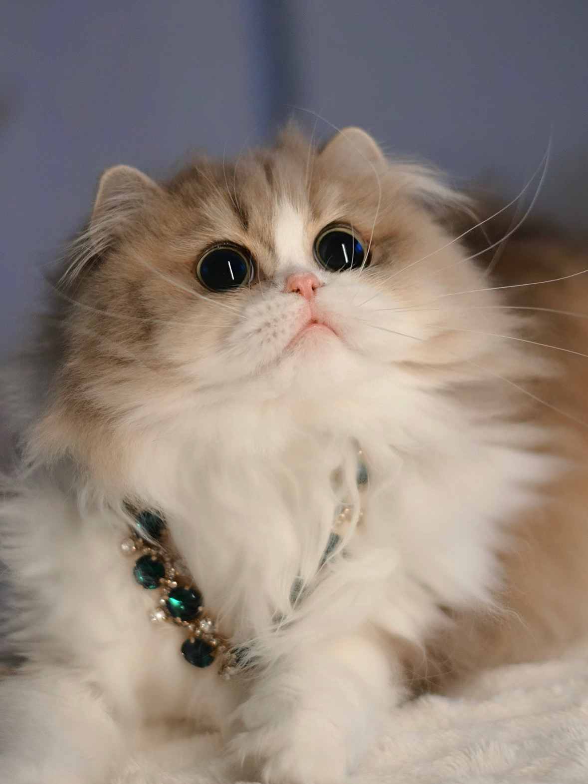 Tokyo Luxurious Splendors