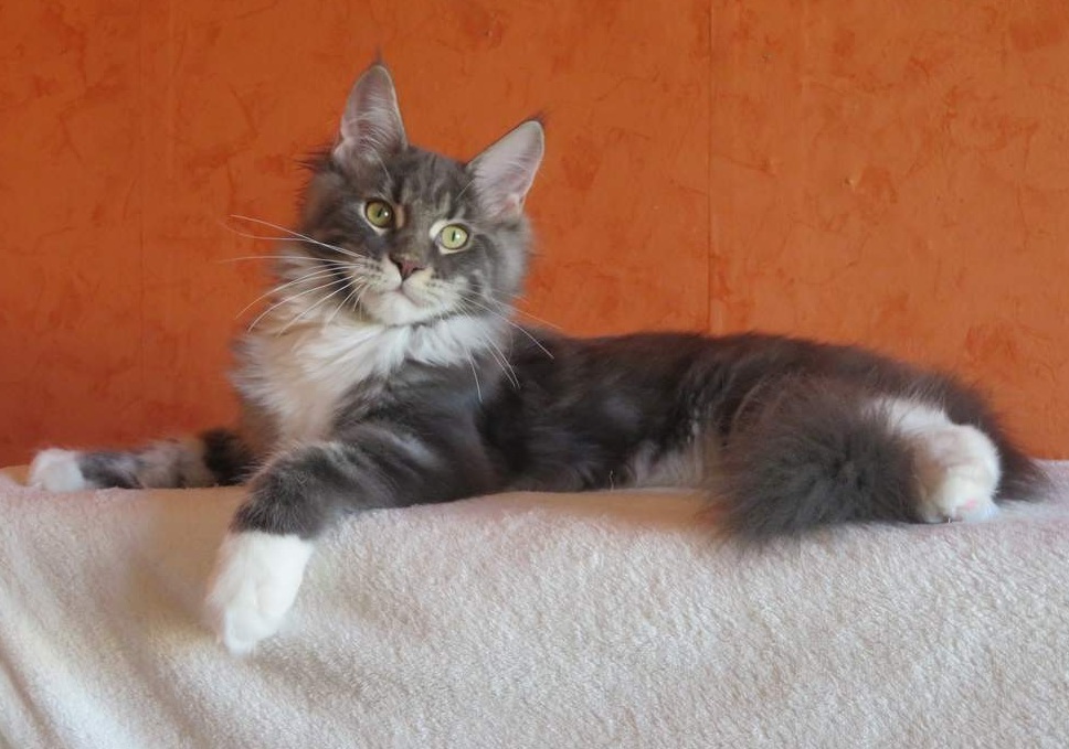 CH. Lovely Giant Riviera