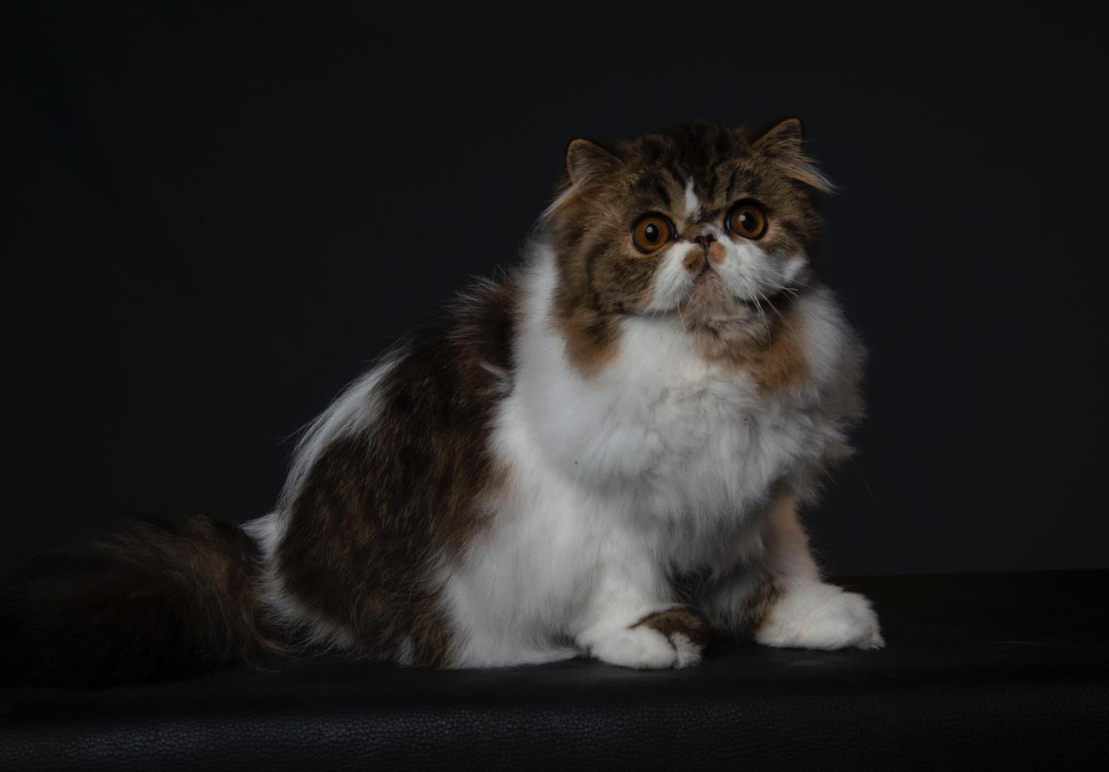 Berlín Chicarabian of Anhuaga D’Maison