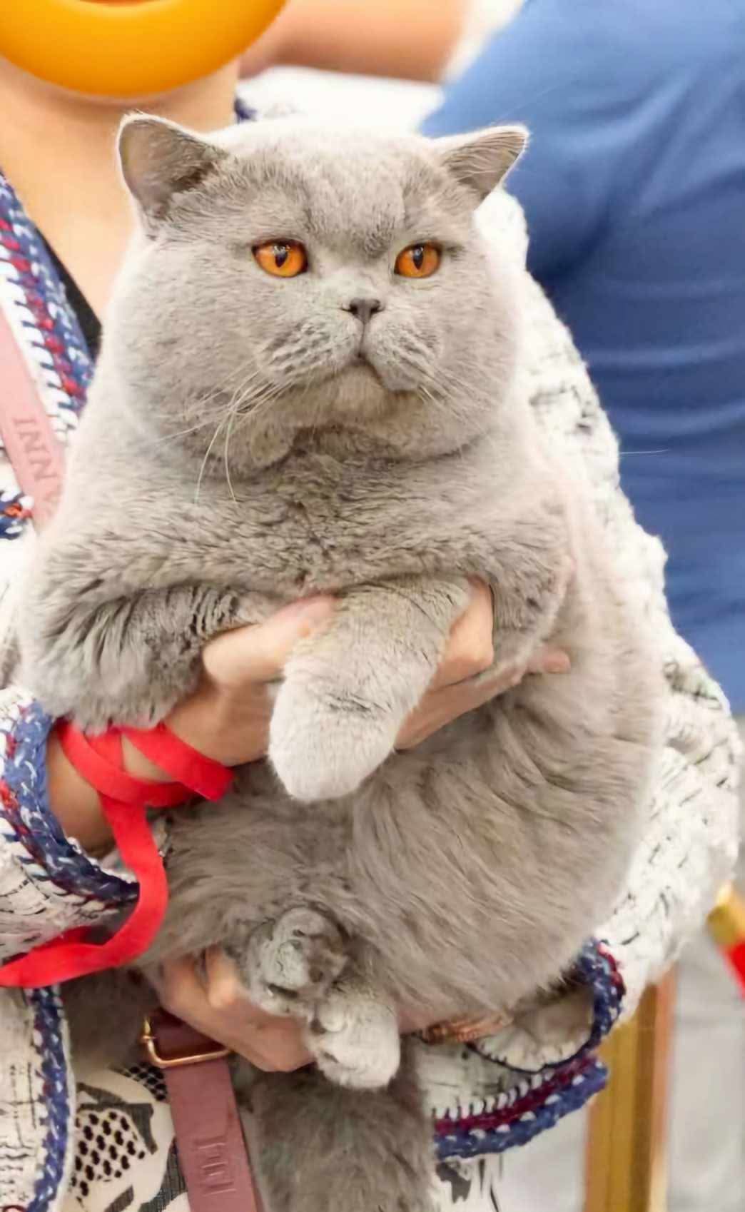 CH. Doraemon Nikadim