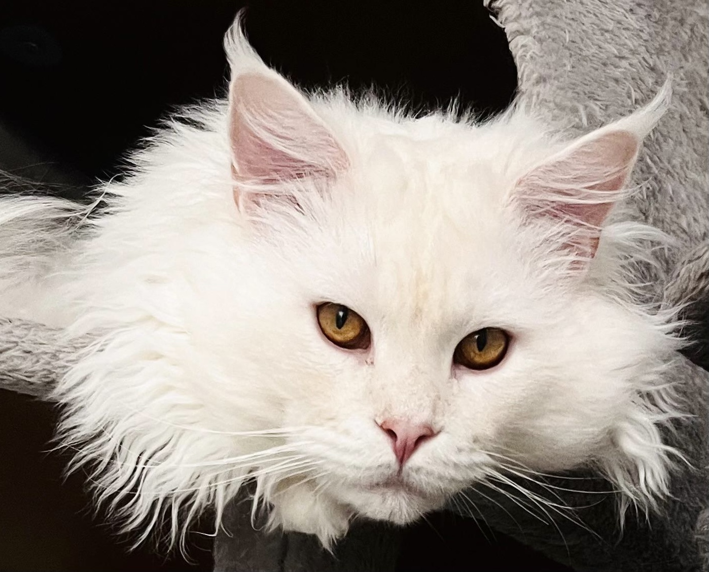 Cat King Cole Denver