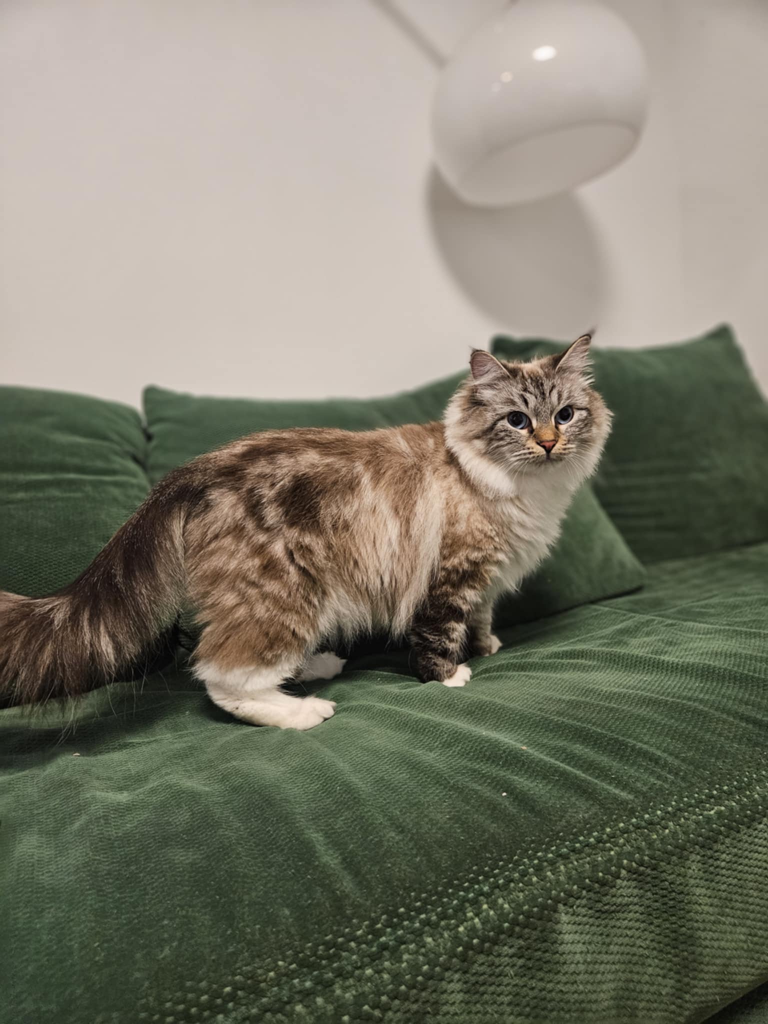 CH. Bethany Saphire Snowy Heart*HR