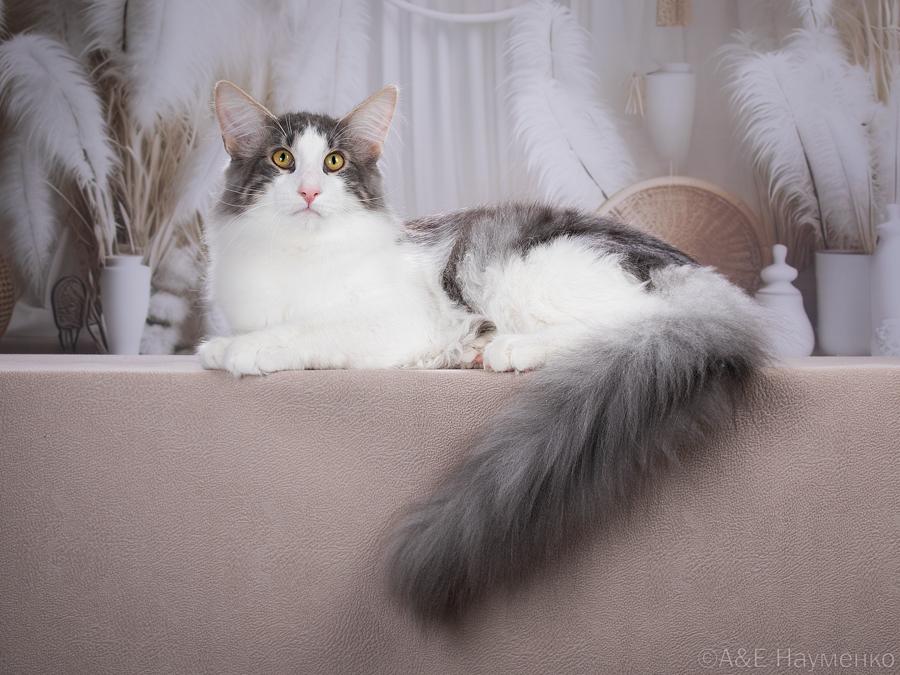 CH. Mishkats Vikingo Ardan