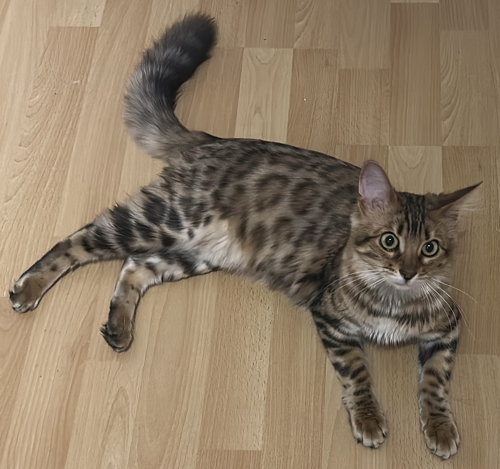 CH. Shiny Chrystal Gisada