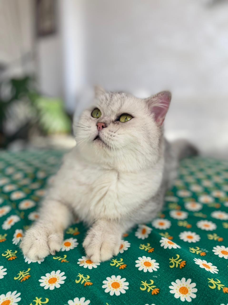 Santa le Monde de Céline