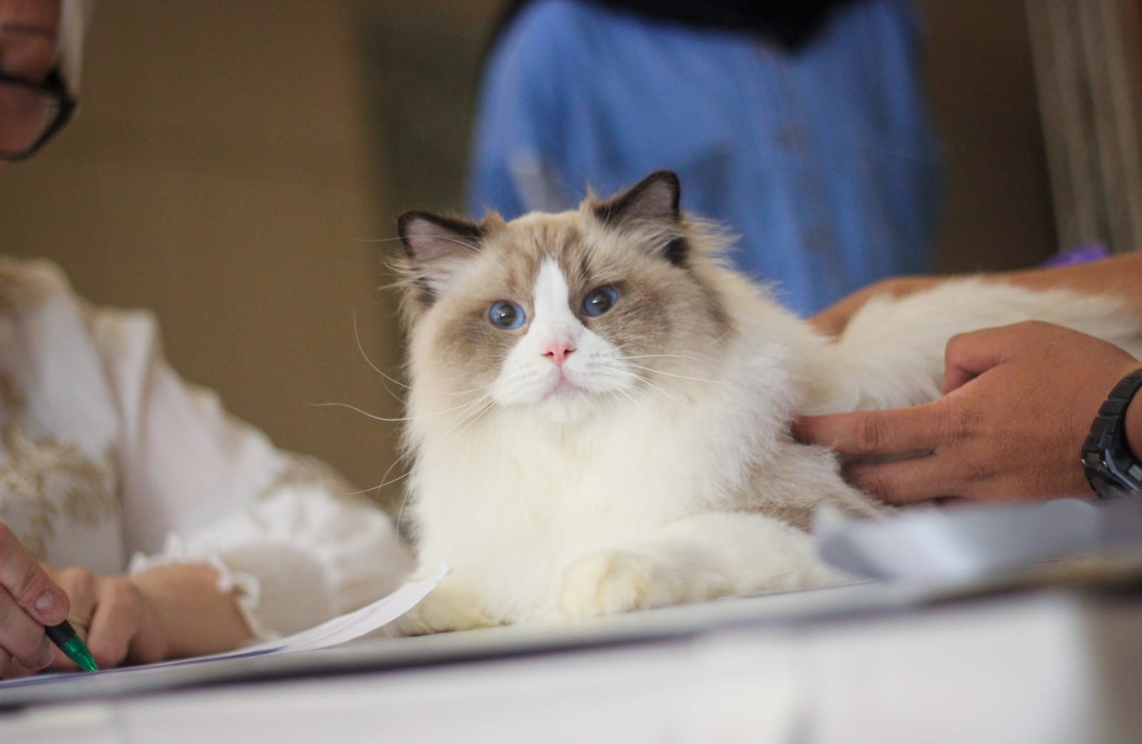 CH. Rallegacy Regulus