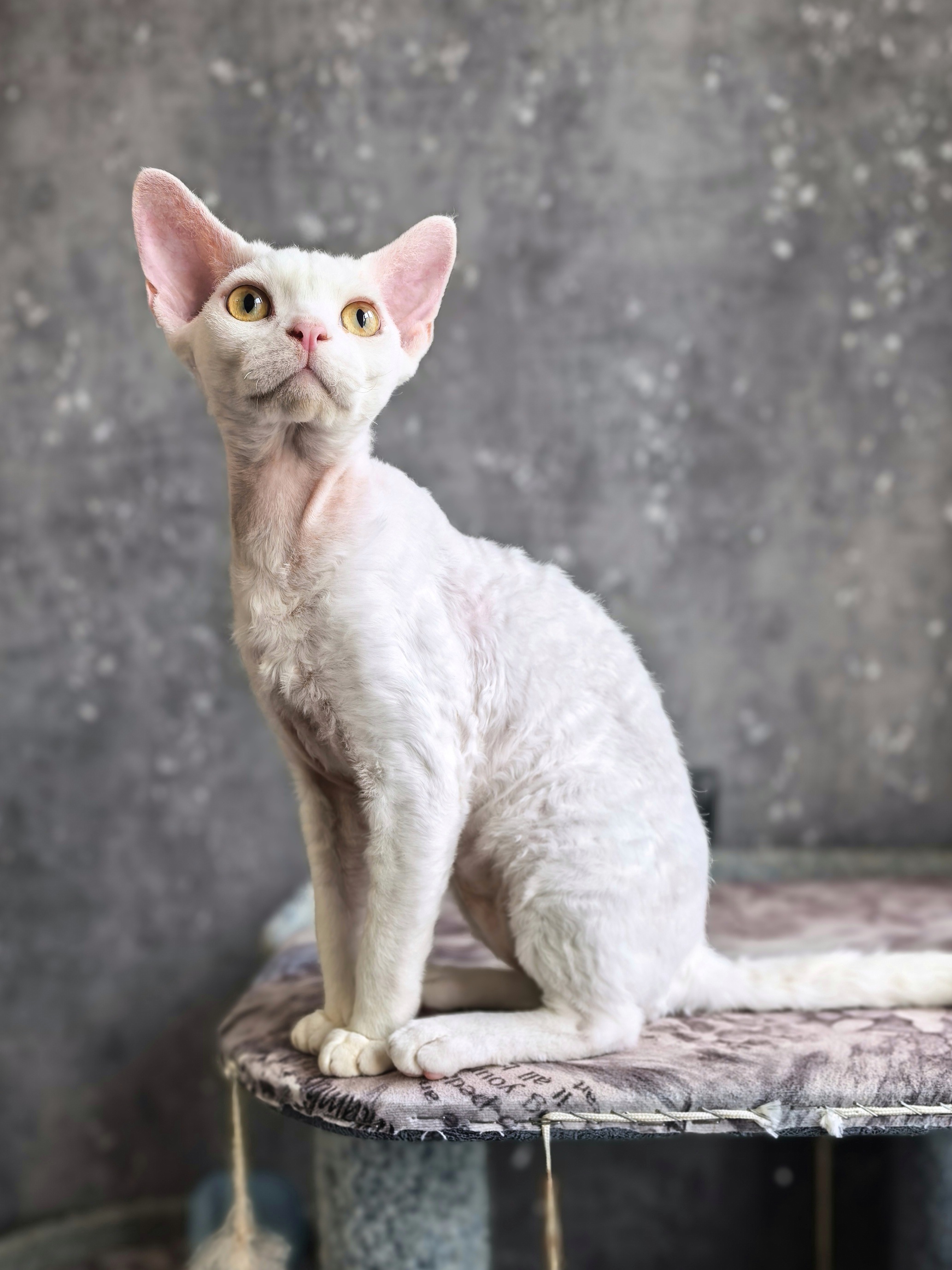 Argo’s Legend DiCaprio