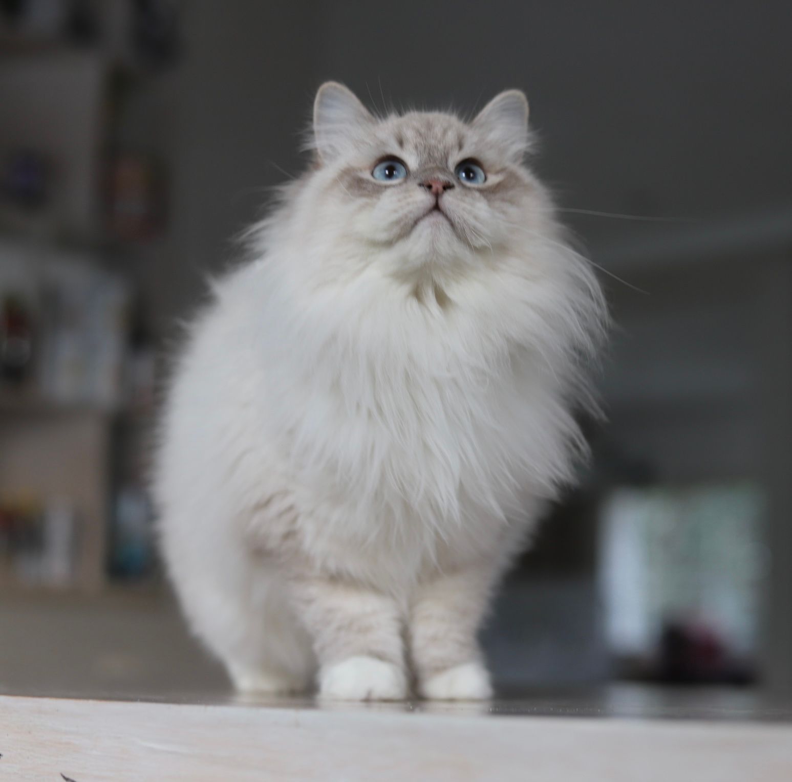 Ch. Doris Balavi de Siberia