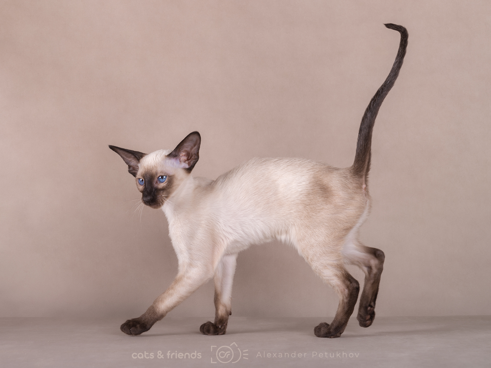 CH. Jacqueline Magic Familiars