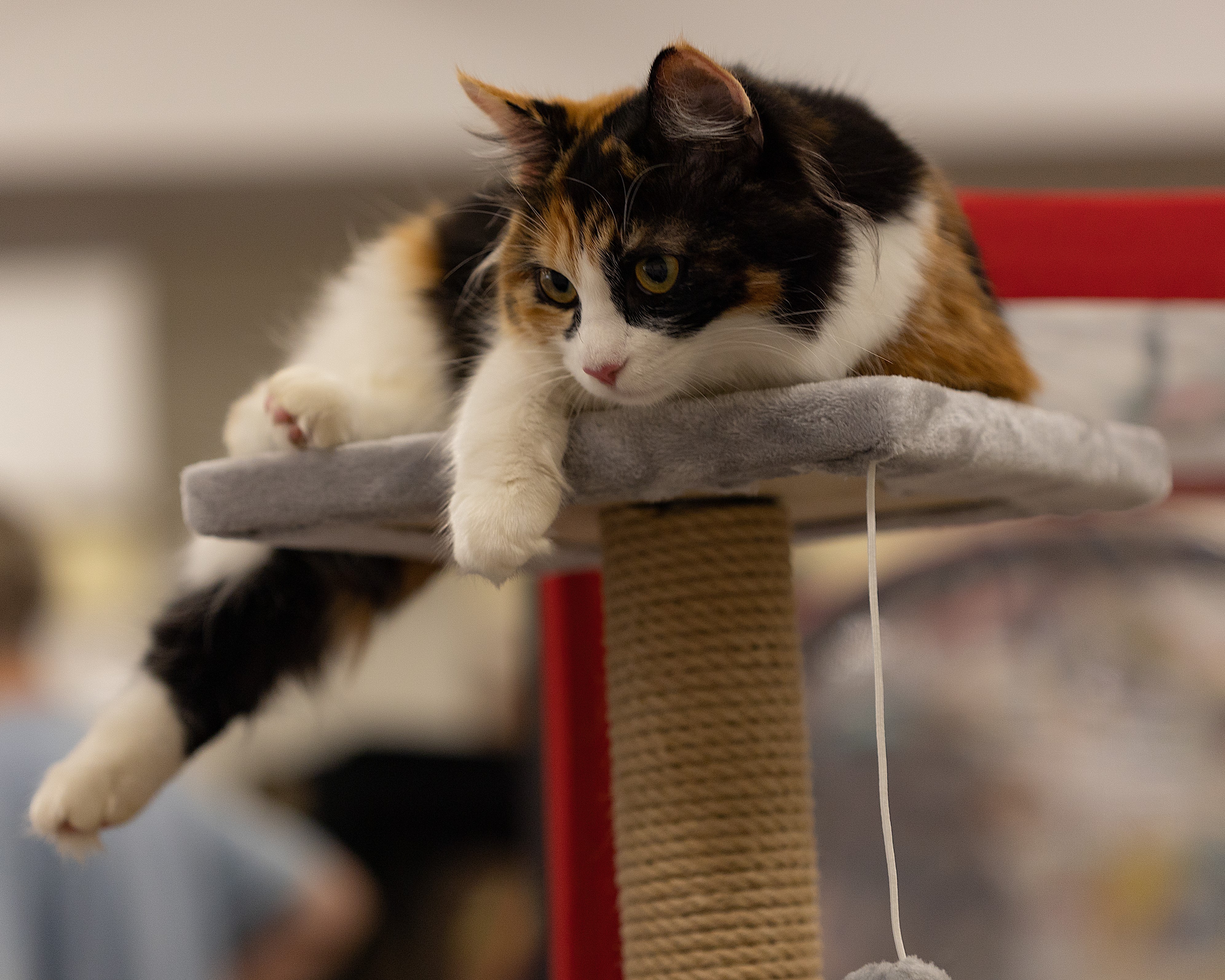 Isabella Rada Wisdoms