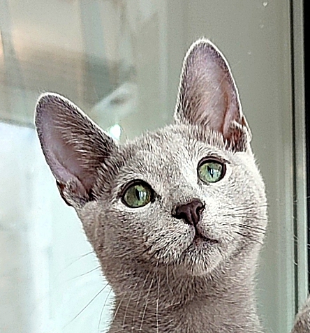 Wind of Change UvMi Grey Silk