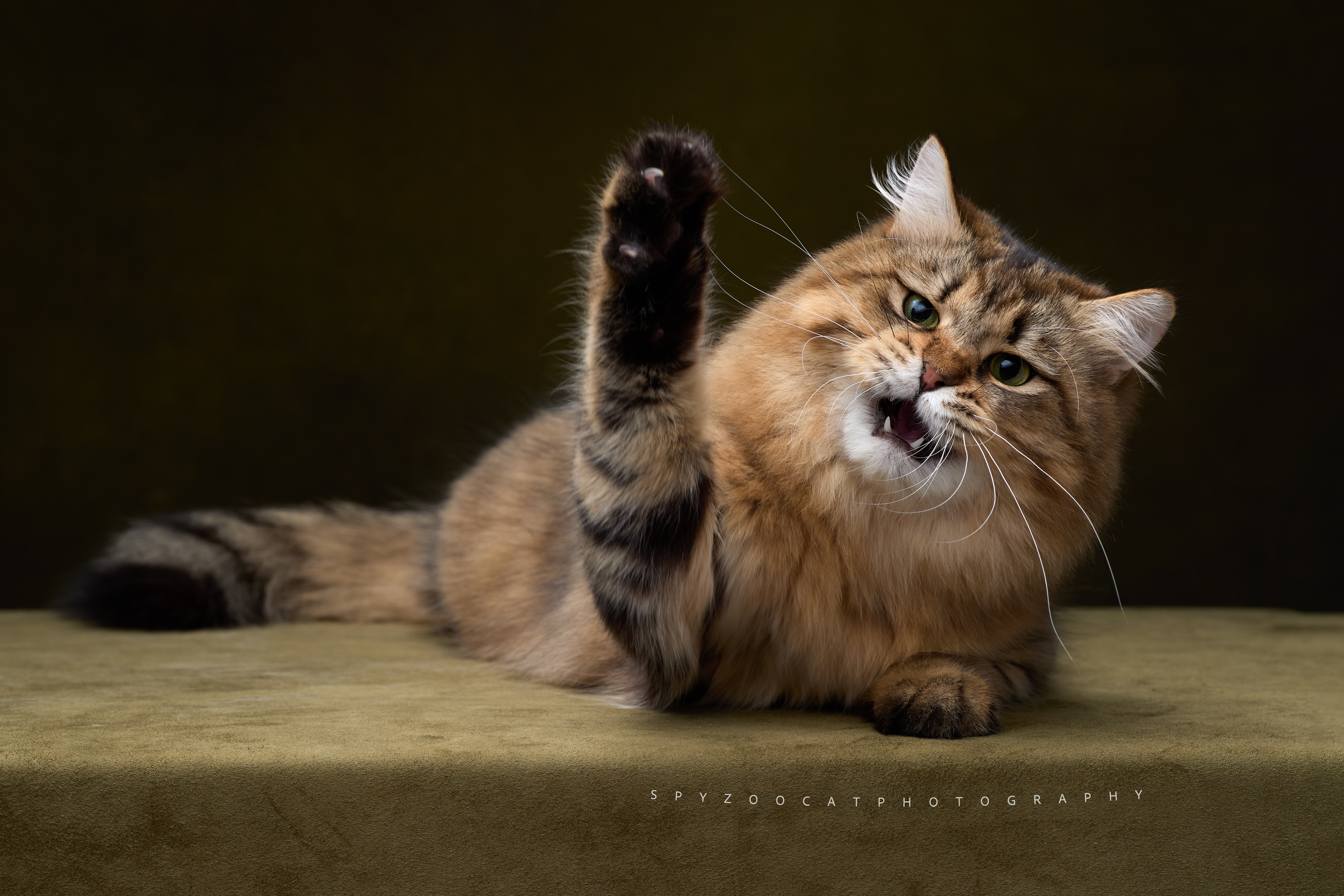 WCH. Spoiled sen Joker