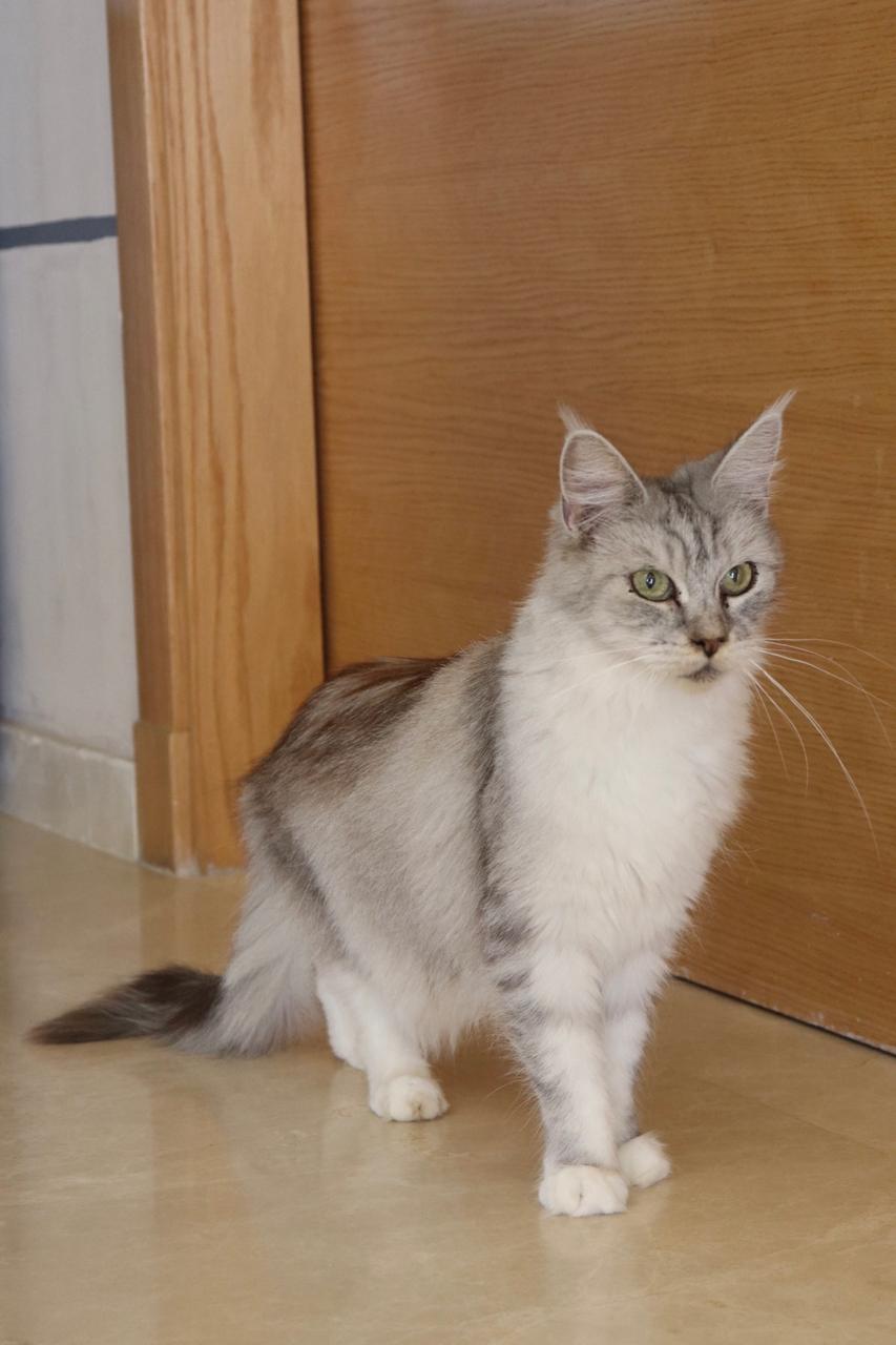 Mia Joyaux du Maghreb