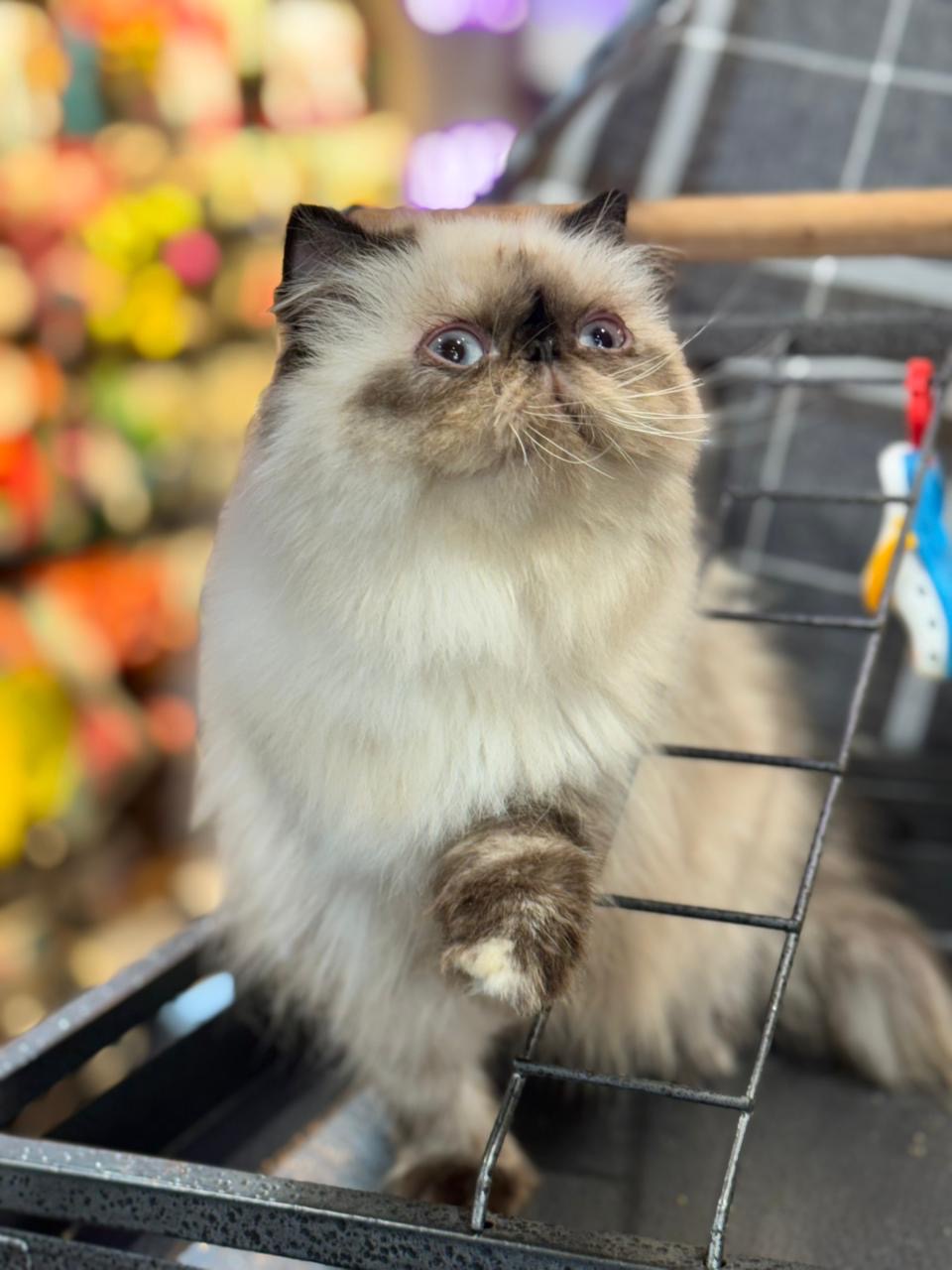 Ch. Lilly Le jardin des ronrons