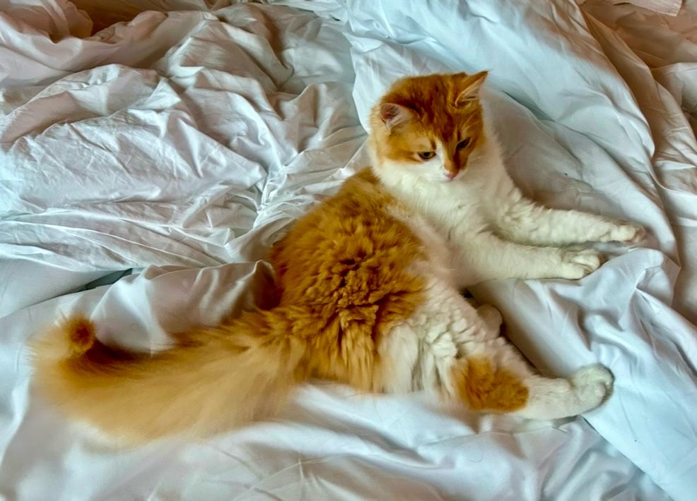 Margaux de Il Tempio di Bastet