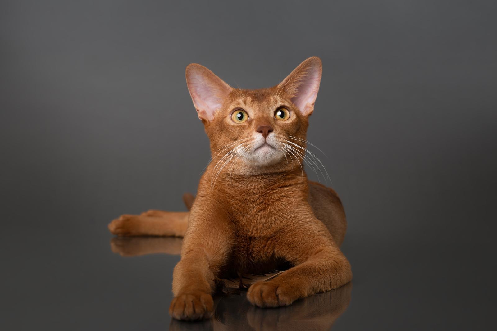 CH. Superpolly Rajah