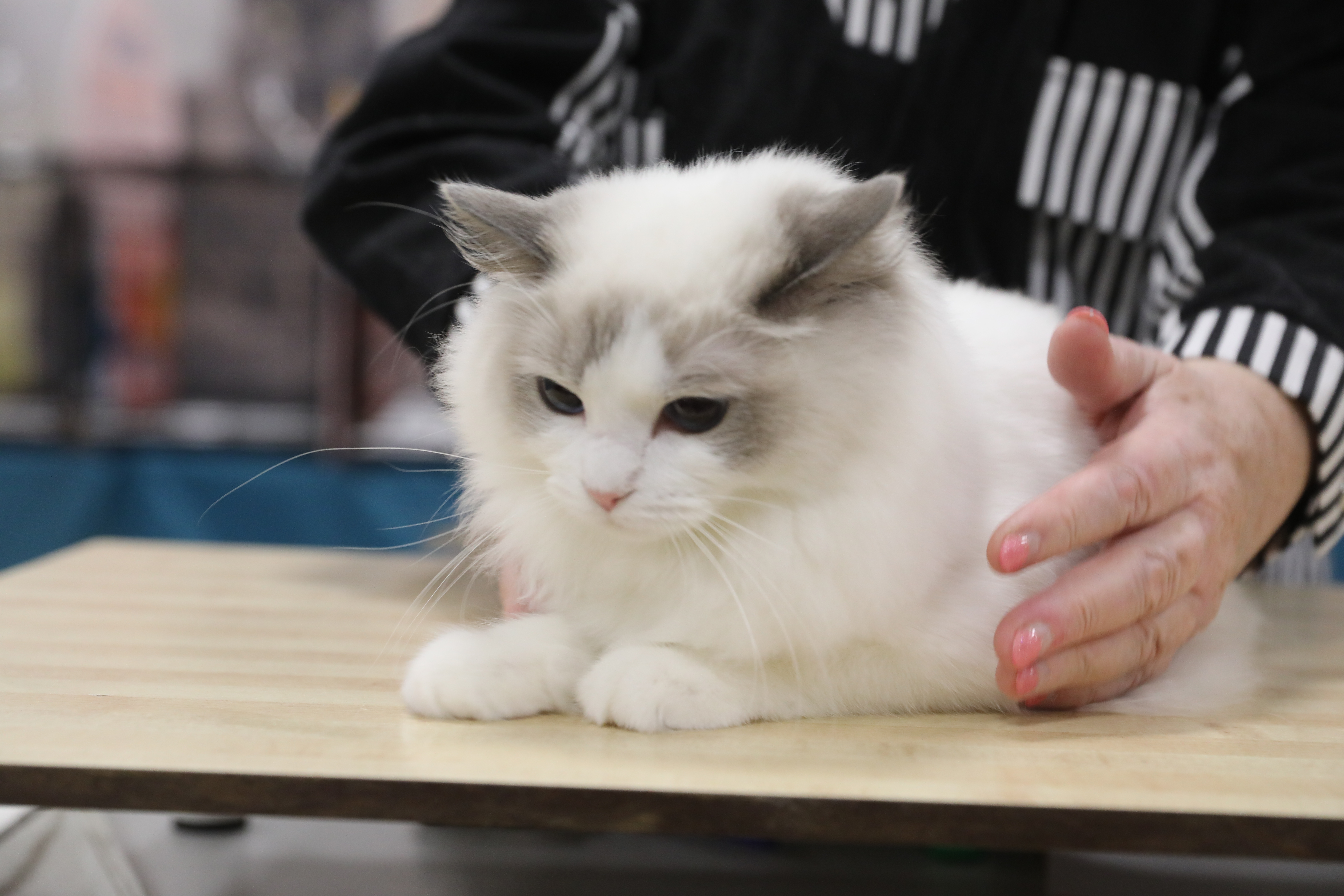 CH. USLADA MIMI NATCE