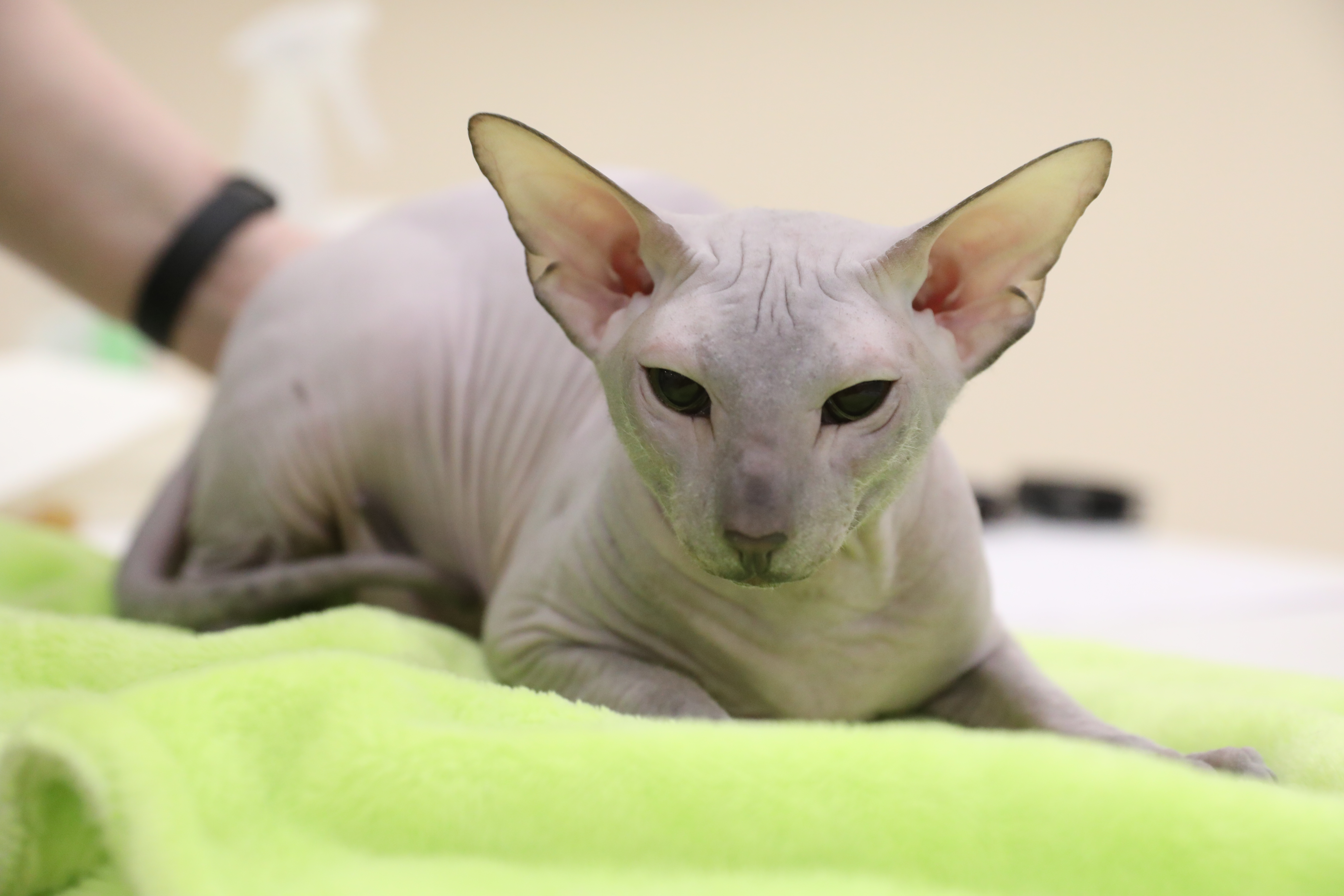 GICH. Logan Nordic May