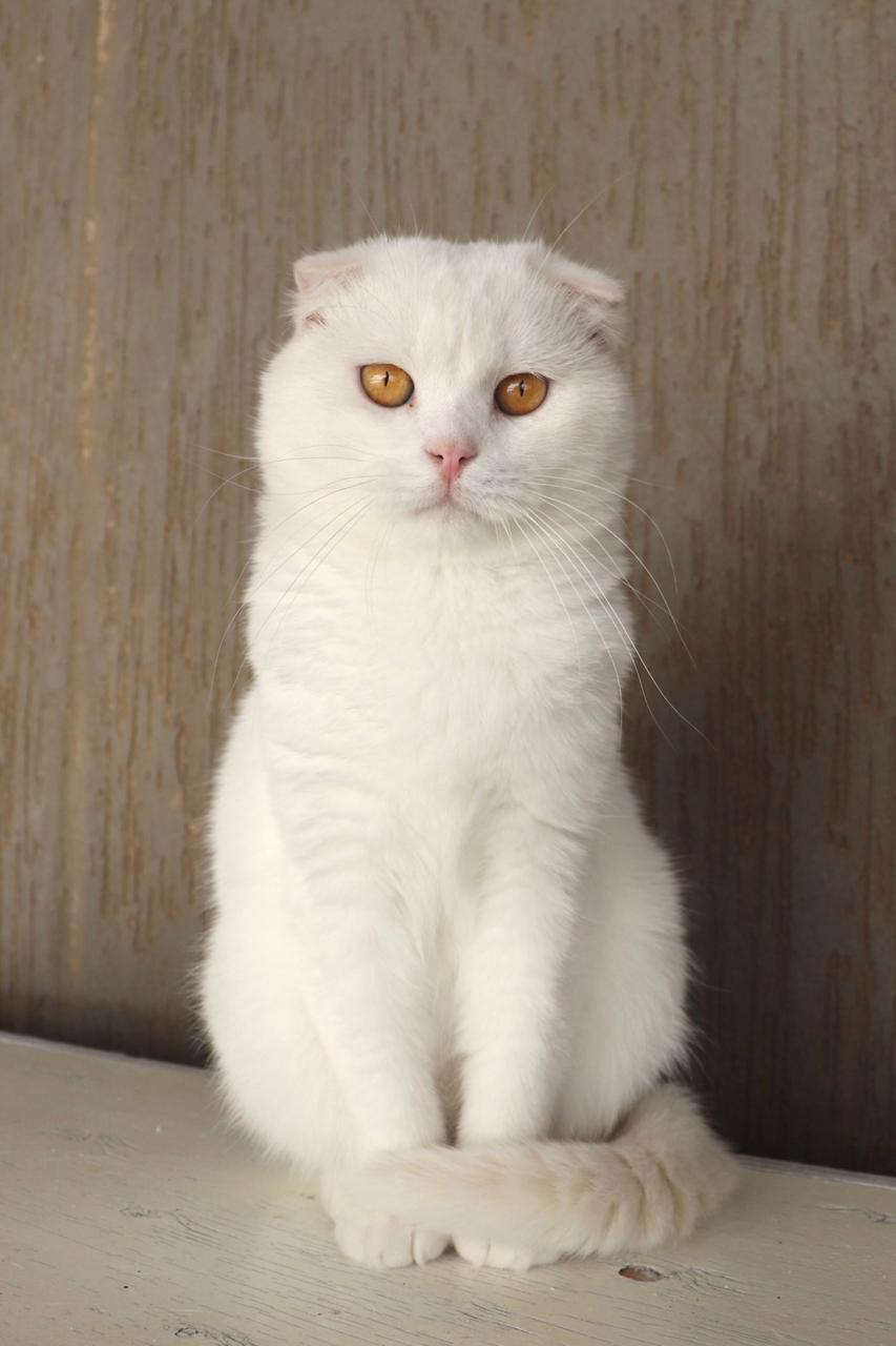 White Joyaux du Maghreb