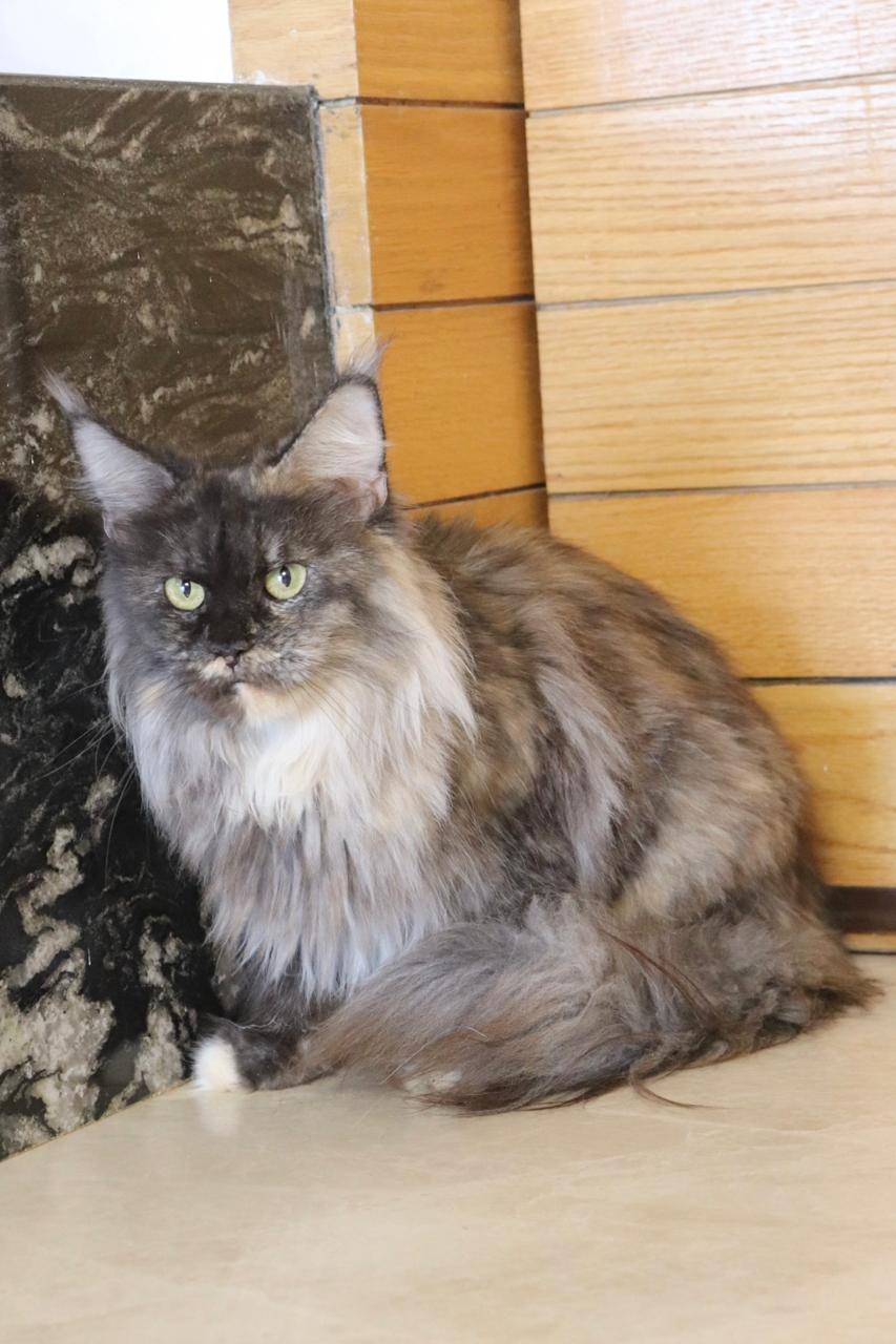 Ramsès Joyaux du Maghreb