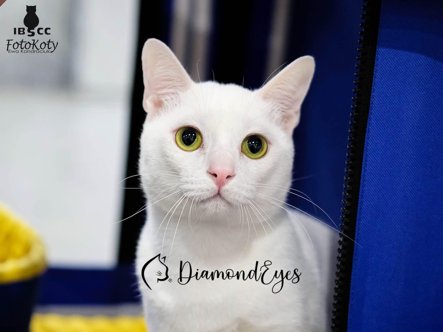 ECH. Khun-In of DiamondEyes