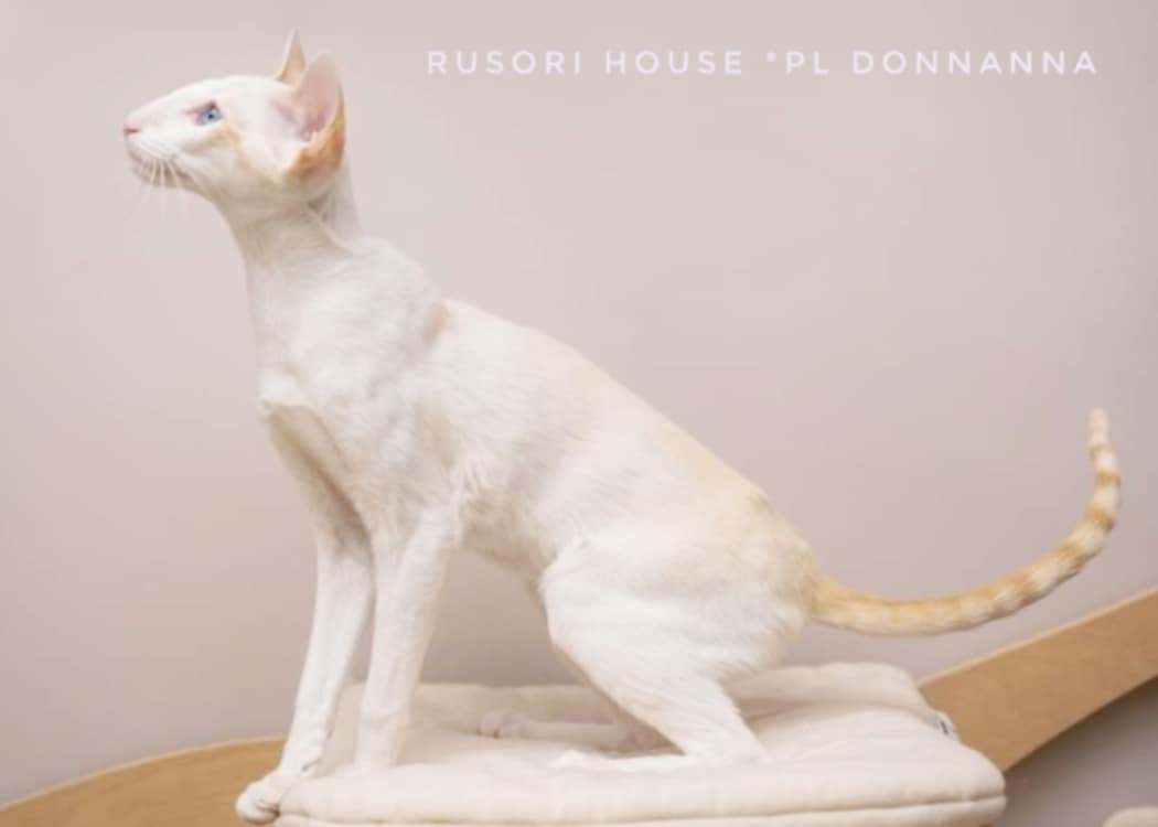 RUSORI HOUSE Donnanna