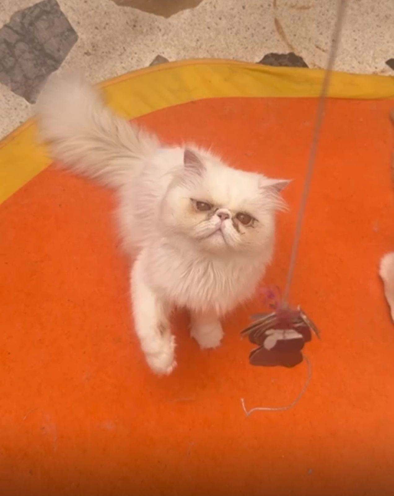 Yanis Mazagan Dreams