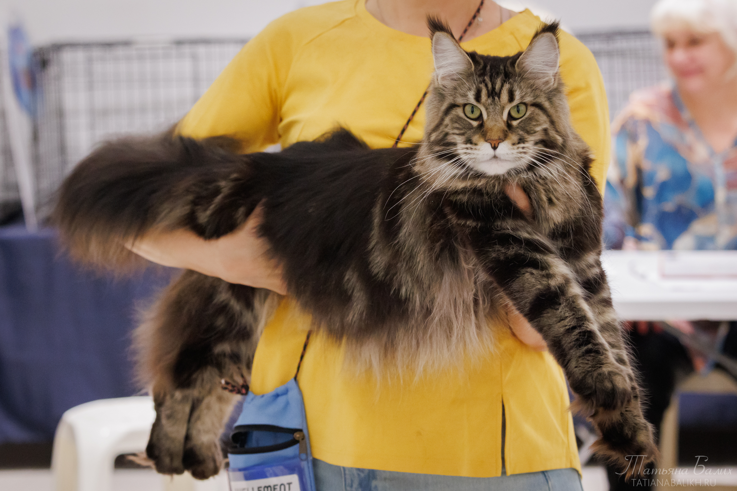 GICH. Larkistaff Yashira