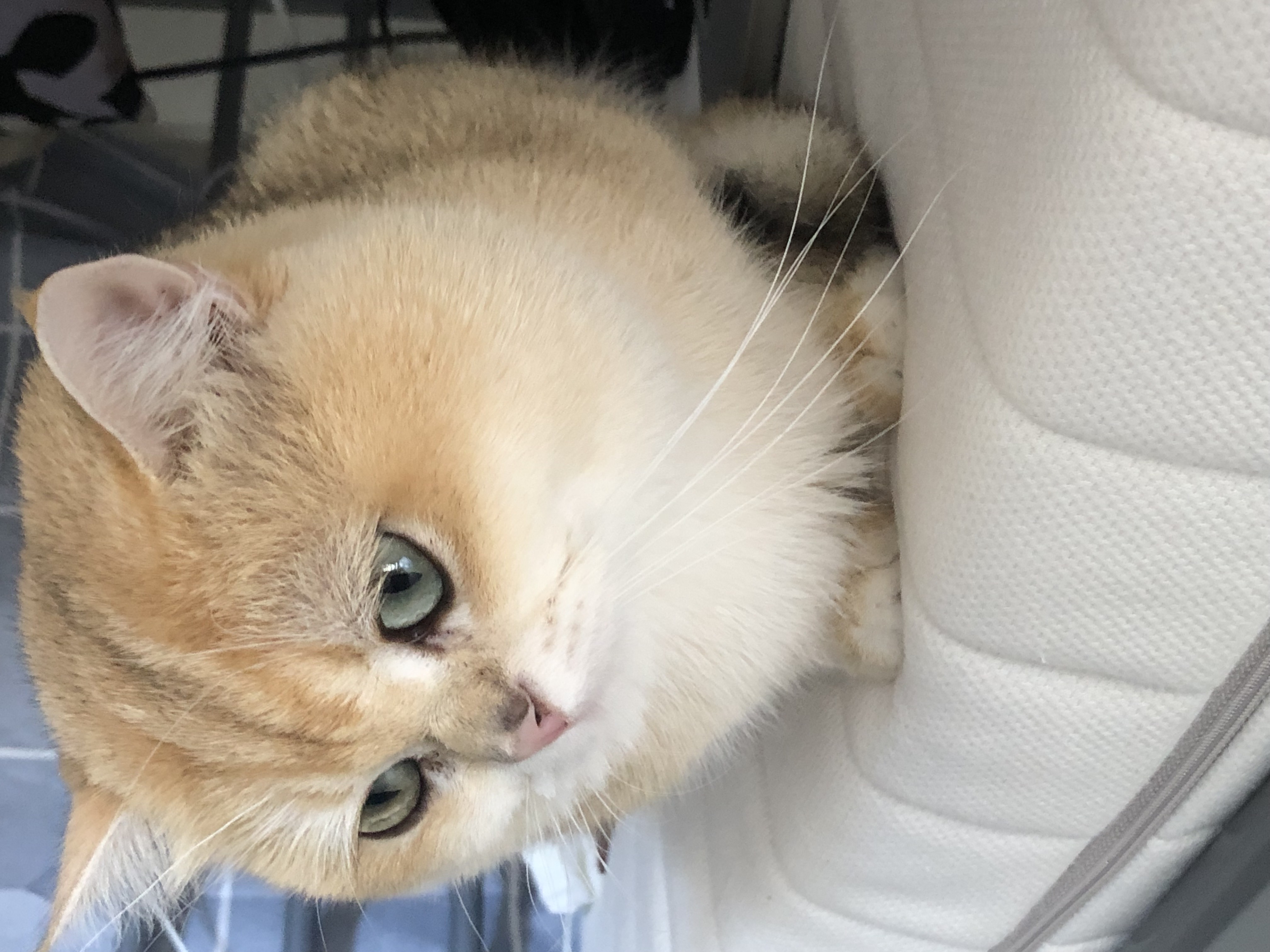 Dream Catcher Farm Gavin