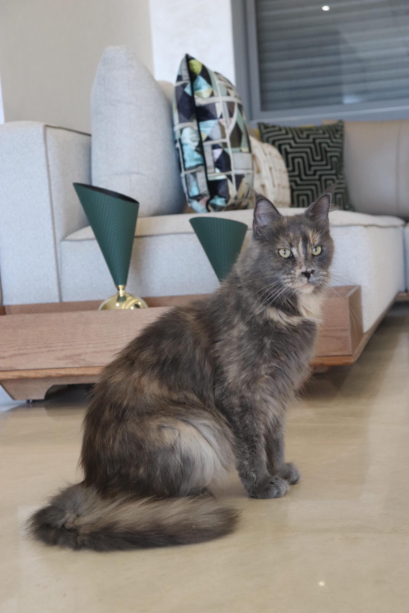 Ch. Shiba Moon Shalimar