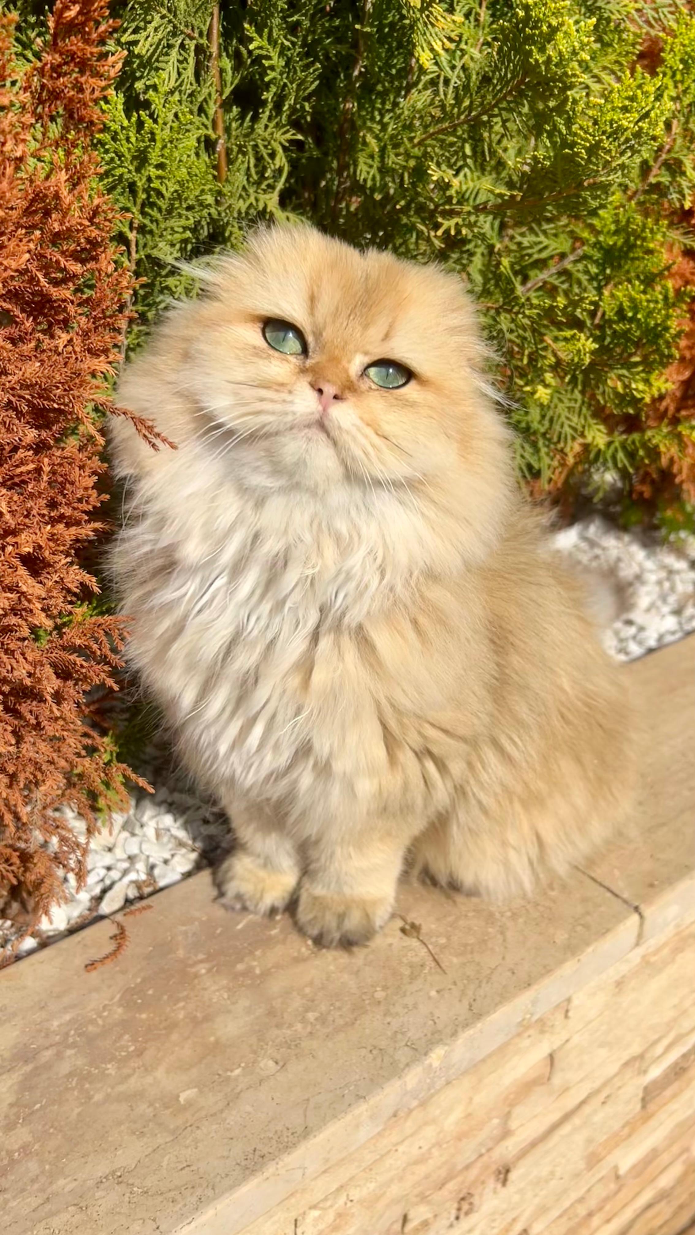 Lyla Joyaux du Maghreb