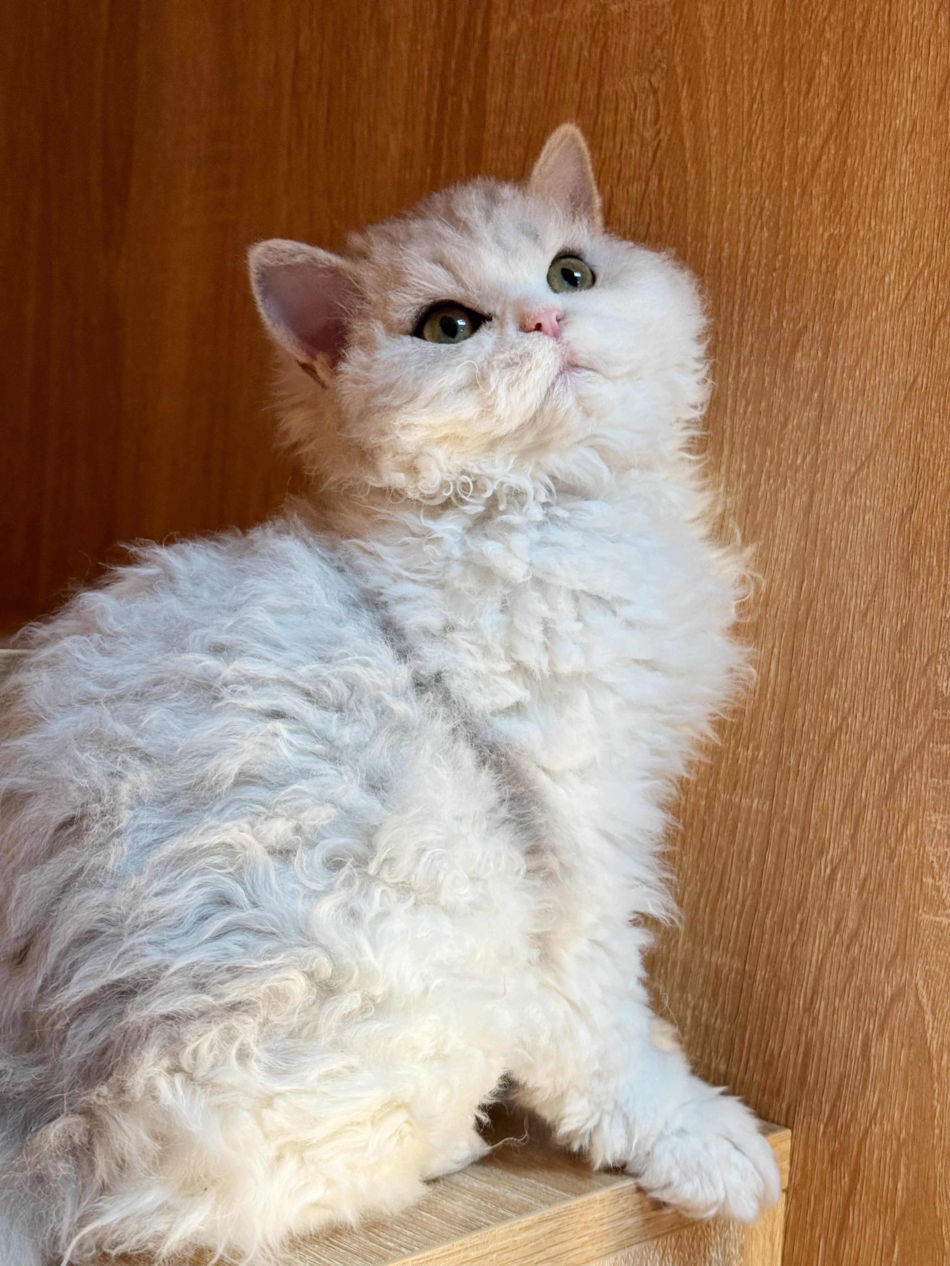 daodao LaichongCattery