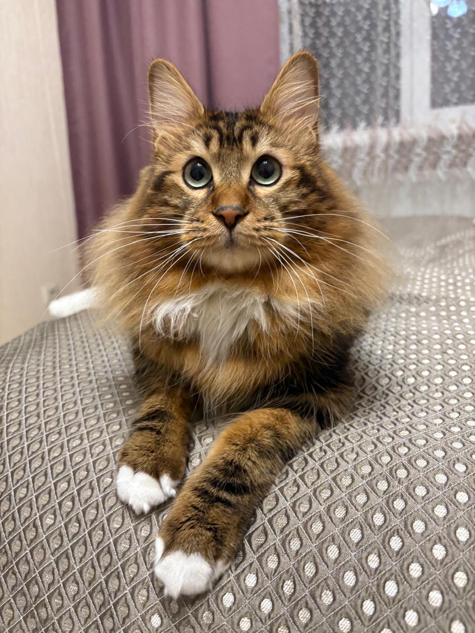 JCH. ShawlsCity Skomoroh