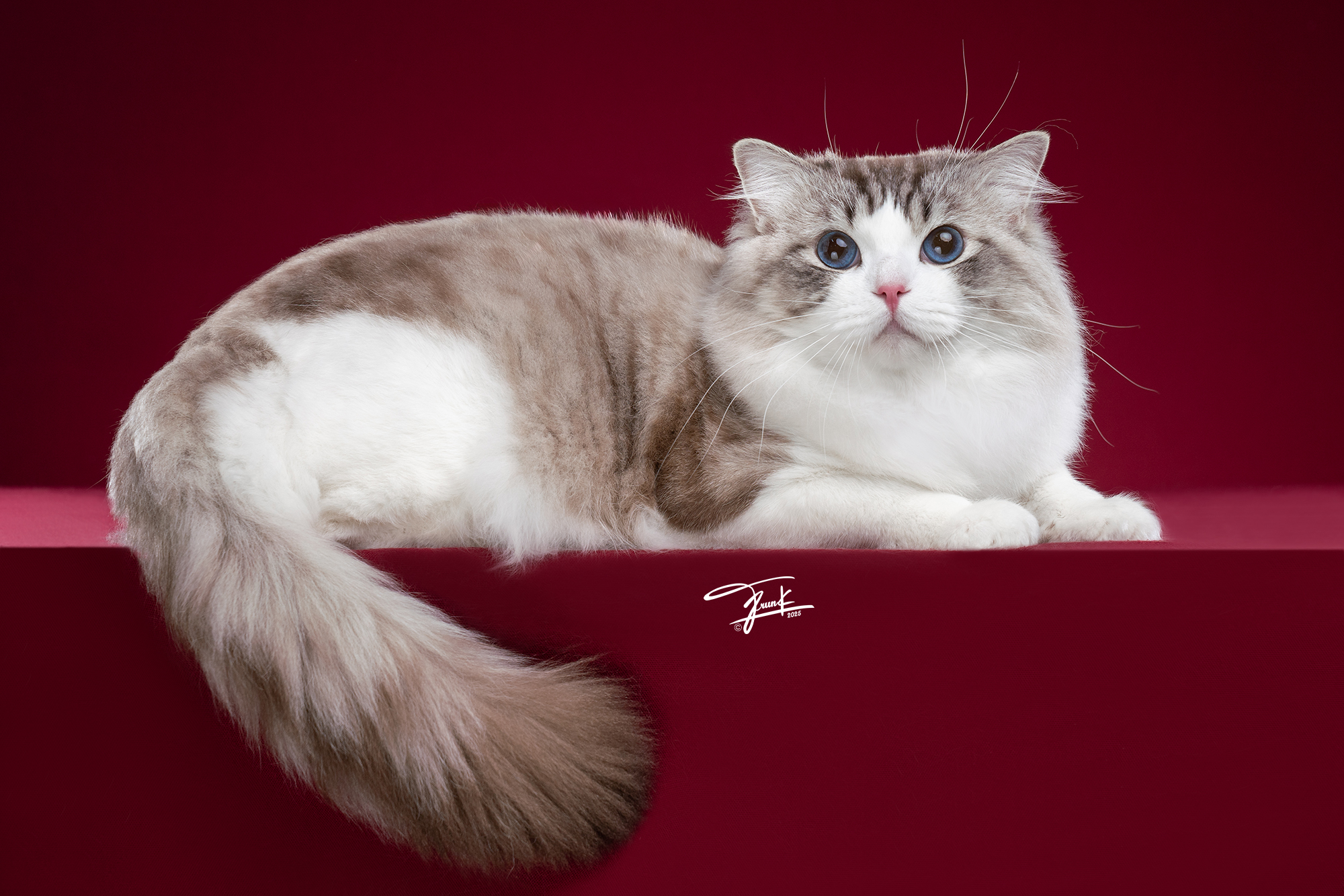 JULY ANGEL AIR-KING SIMO JITTERBOP