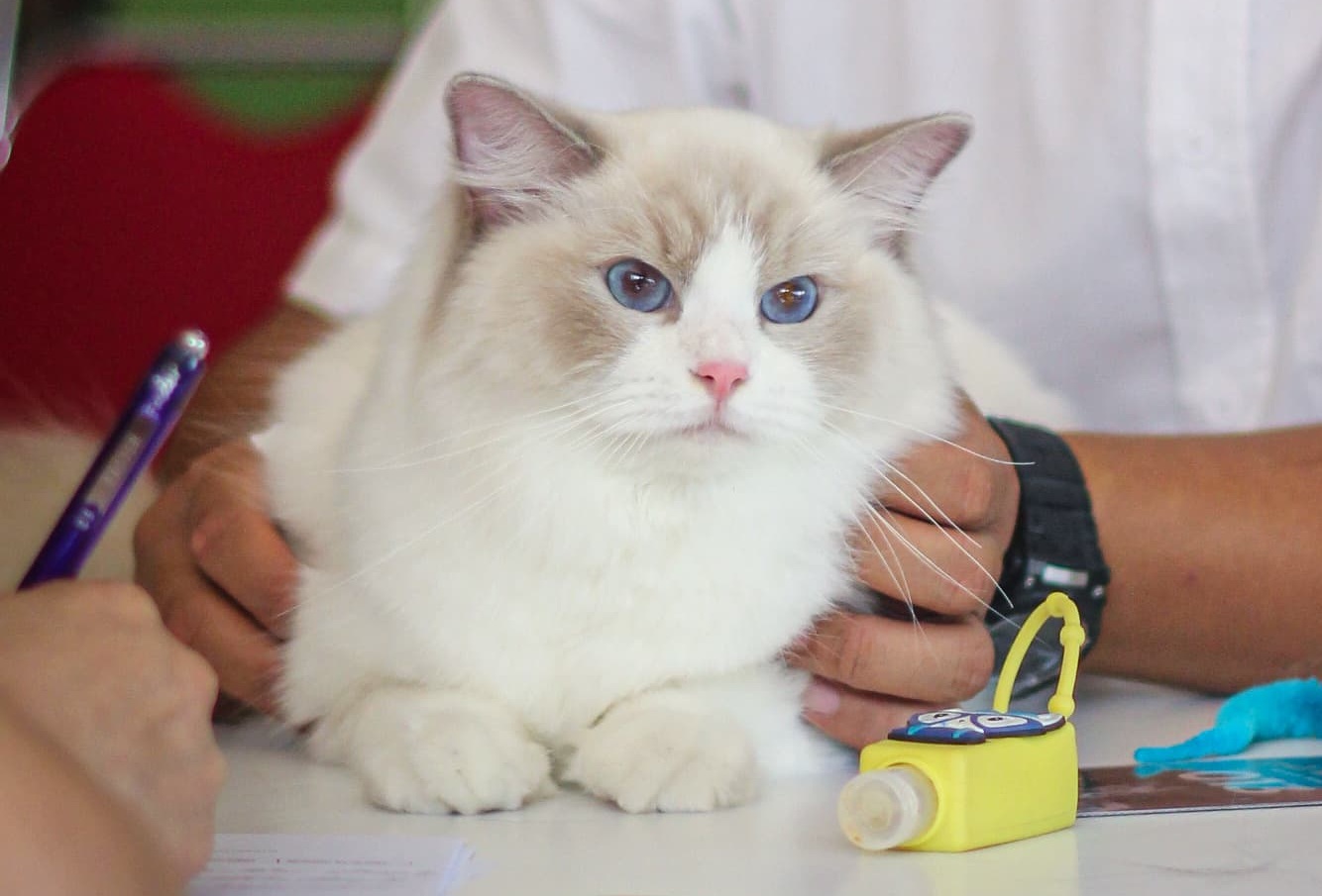 CH. Bellaluna Line Milly