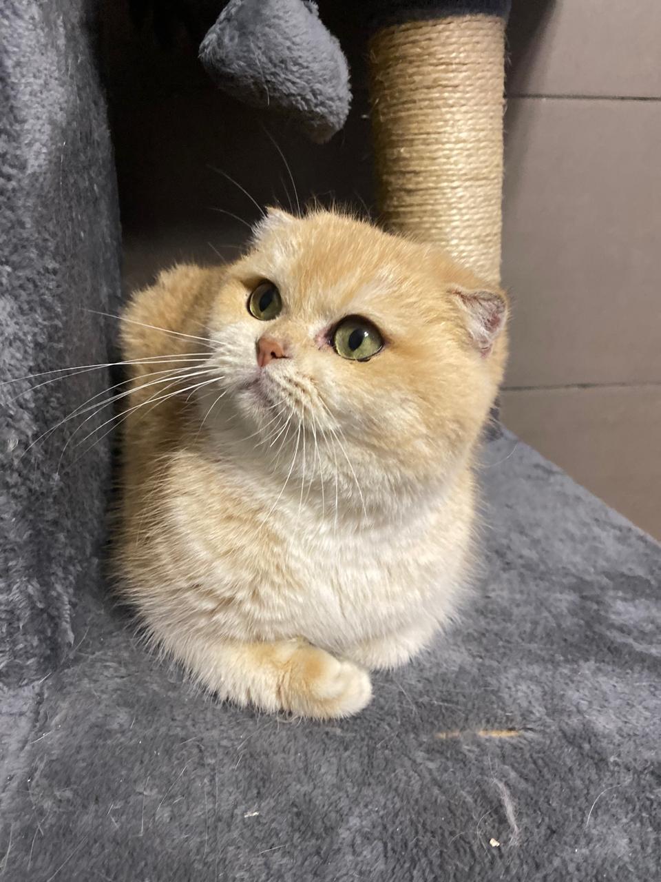 Reine Sansa Stark Got Premium