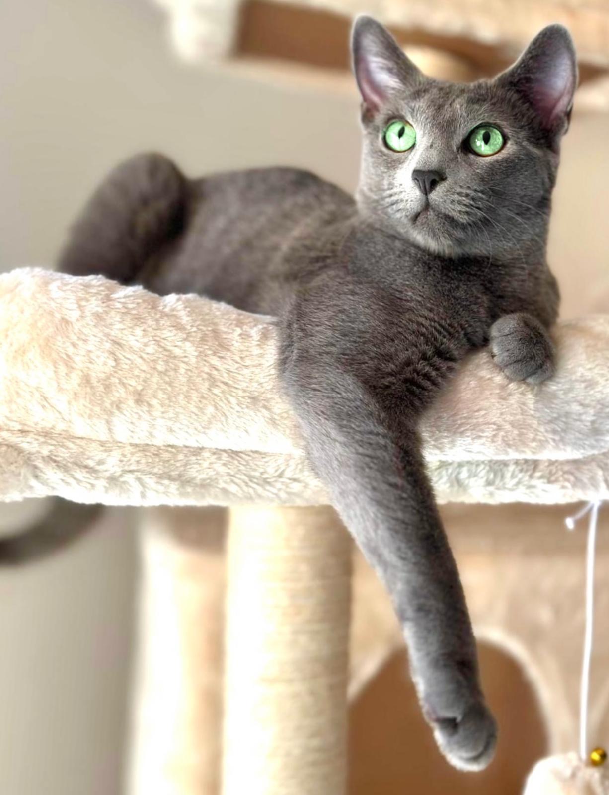 CH. Alby of Shades Purple