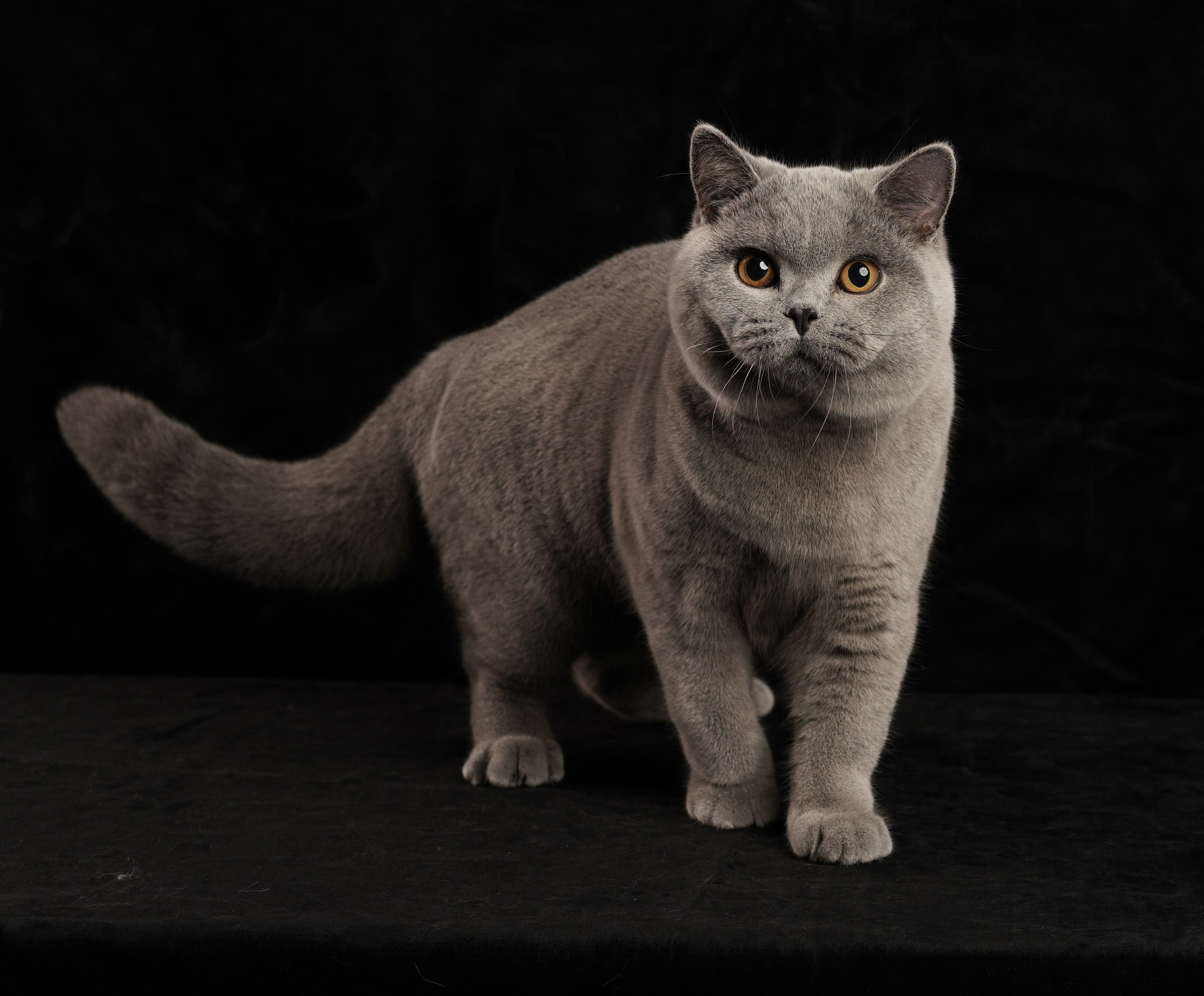 KCH. KCH. The Cat inn Chao Fu Tao of Gingers